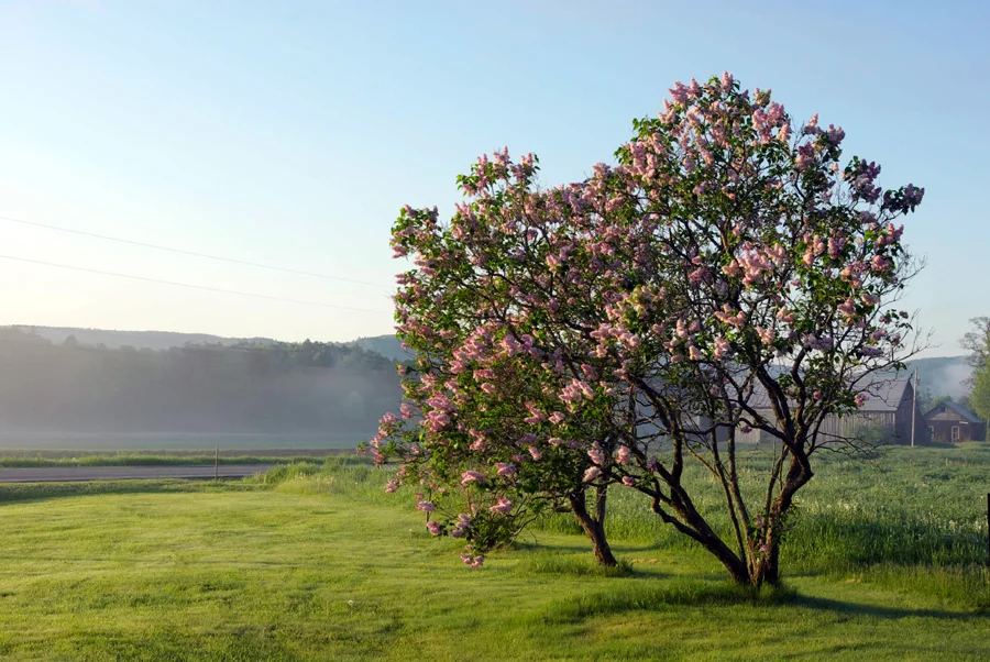 pinktreeinmeadow.jpg