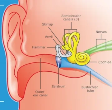 Human-ear.jpg