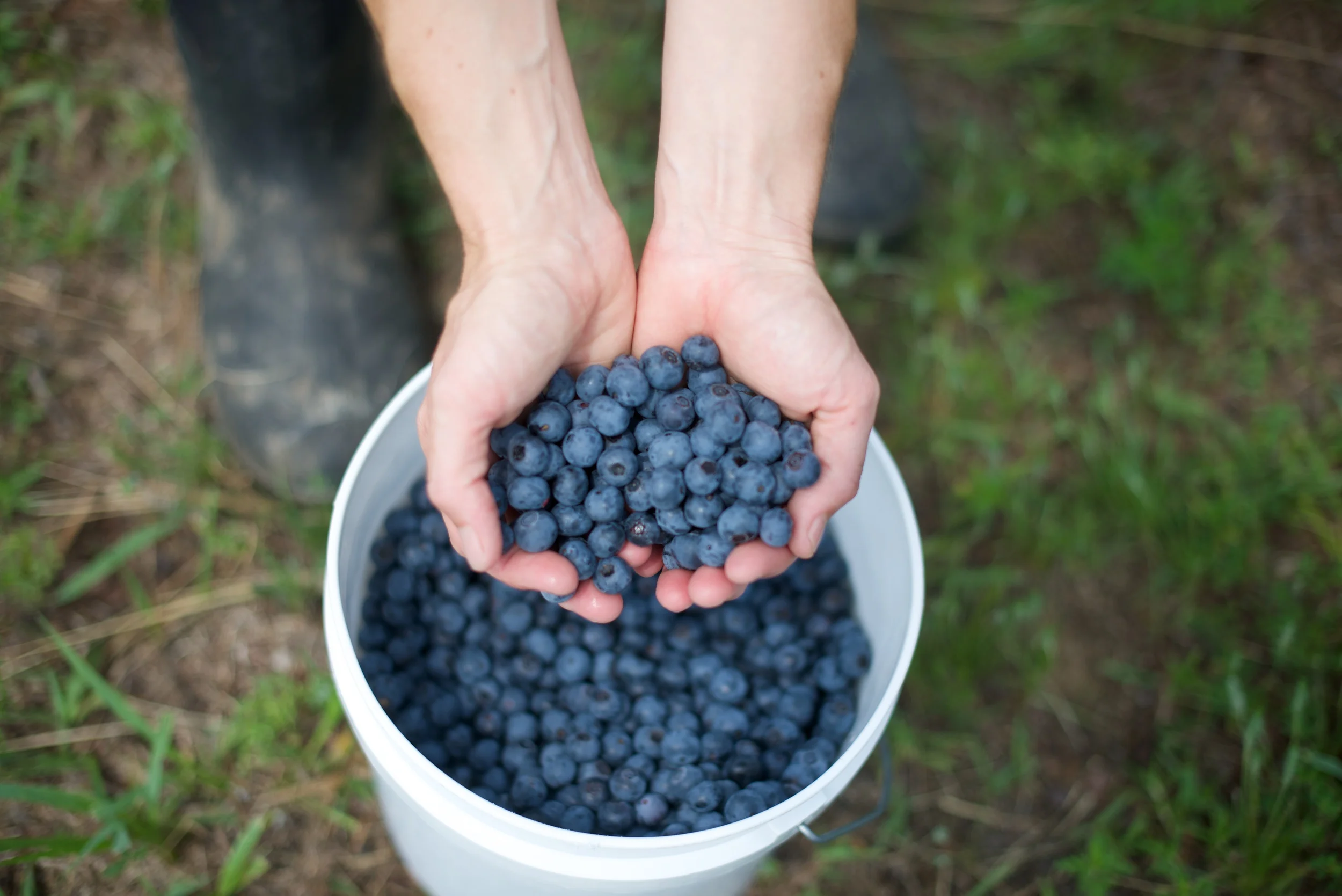 Blueberry Pickin' 
