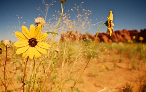 Arches National Park