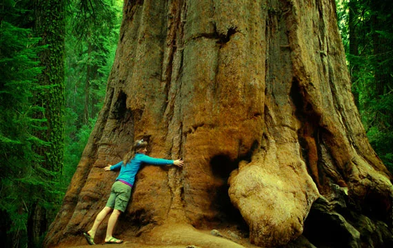 Sequoia National Park