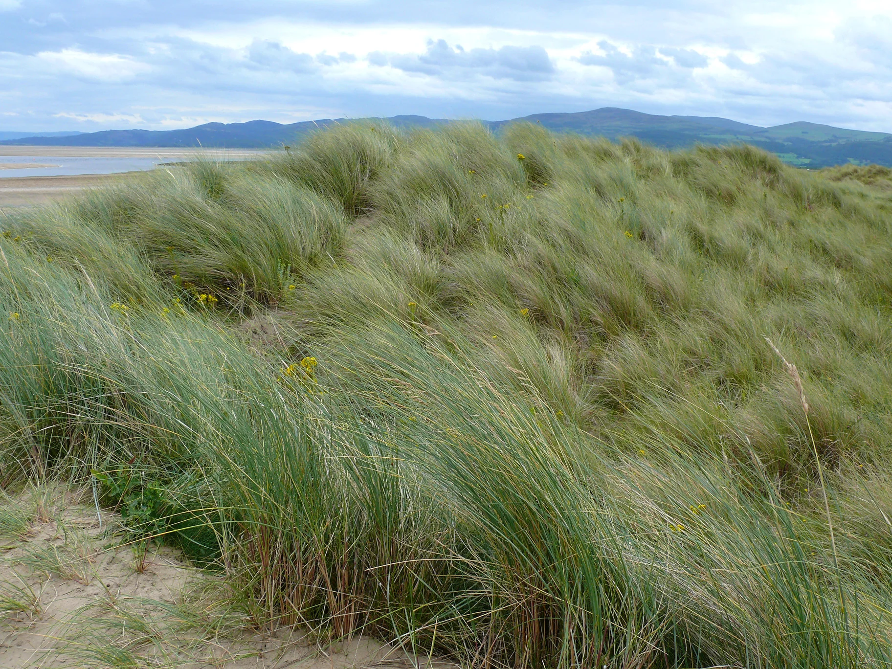 Ynyslas.3.jpg