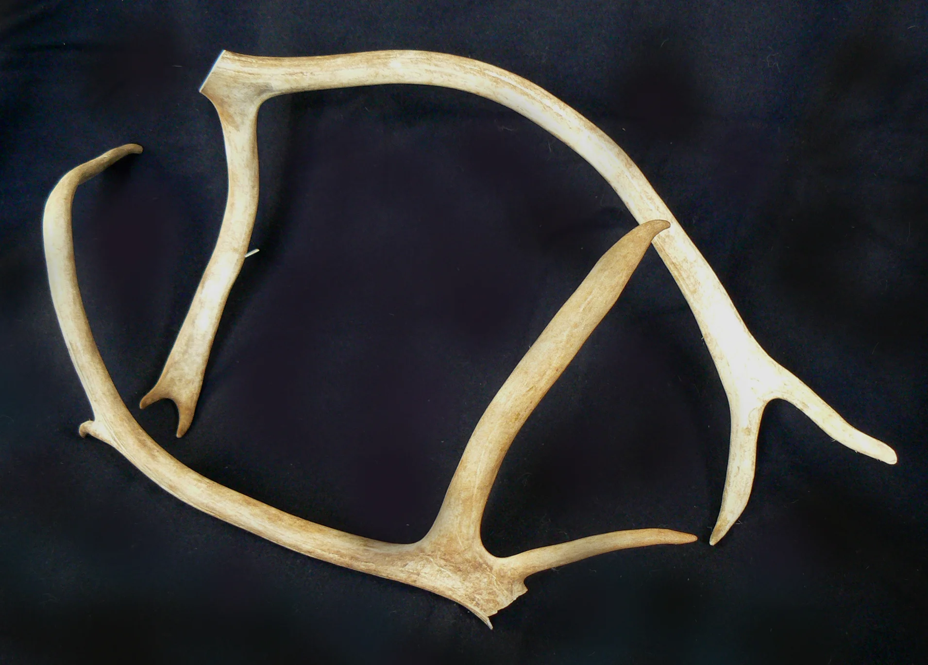 Vikings - reindeer antlers.jpg
