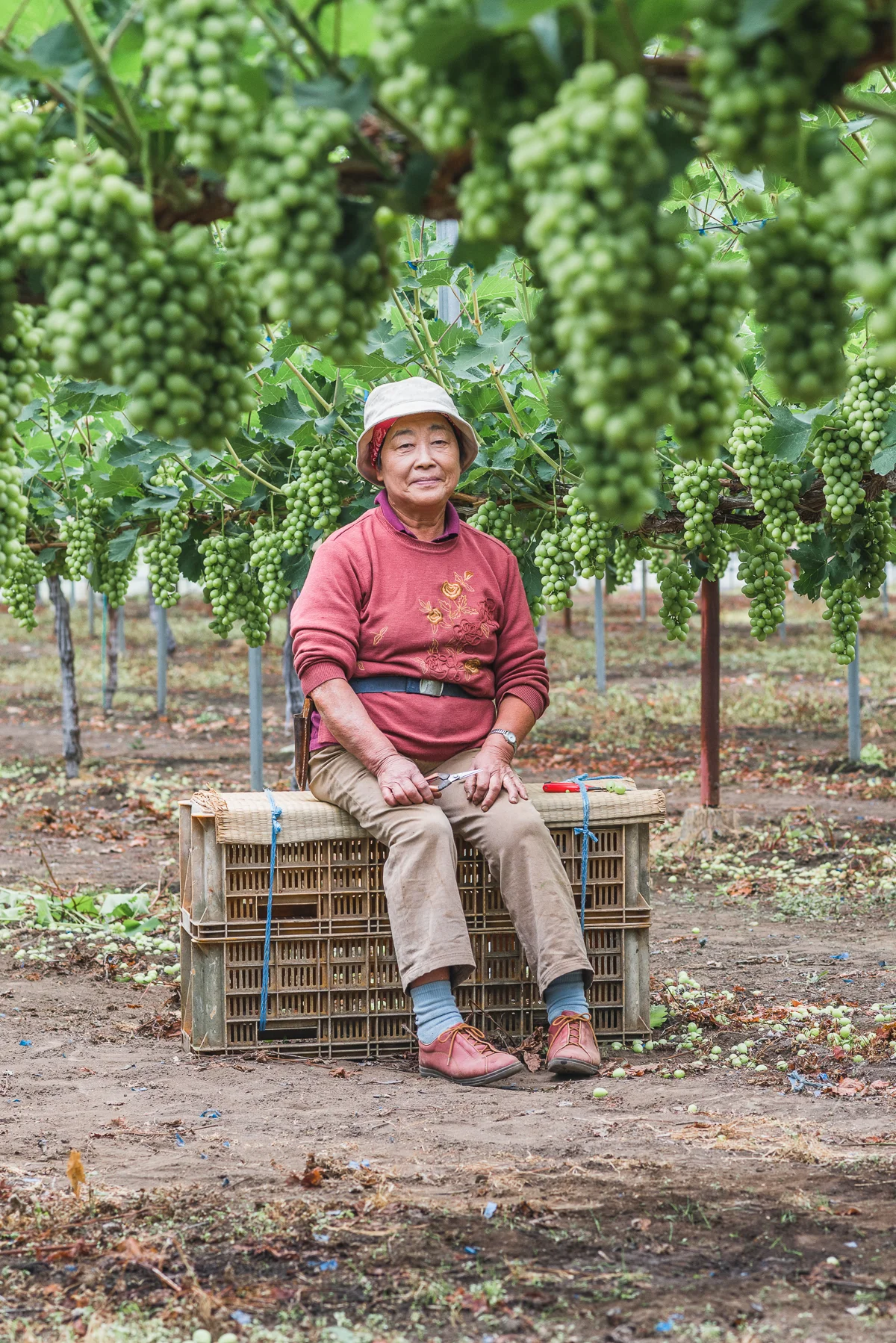  Ishii Nariko, 65, Nanbu, Grapes  Nariko has been farming for 44 years. Of her three children, the eldest, Yukio, helps with farming. It is customary for the oldest son to take over his parents farm, although they are worried about the future of thei