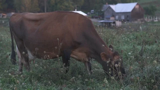 Dried Up: The National Dairy Crisis