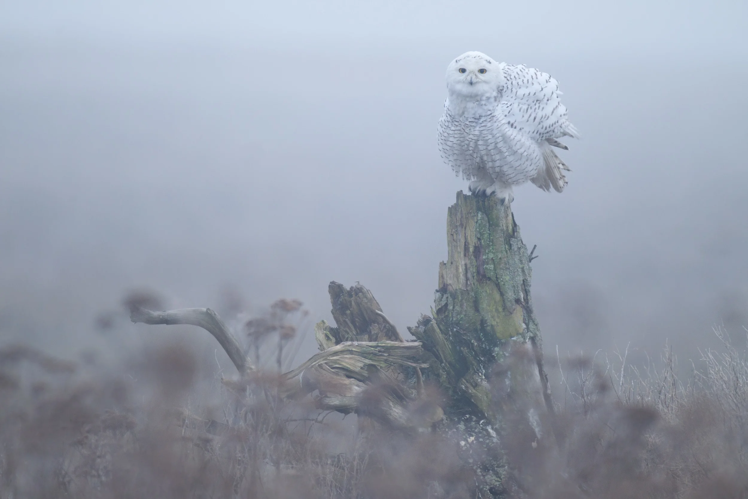 snowy_owl_00425231b.jpg