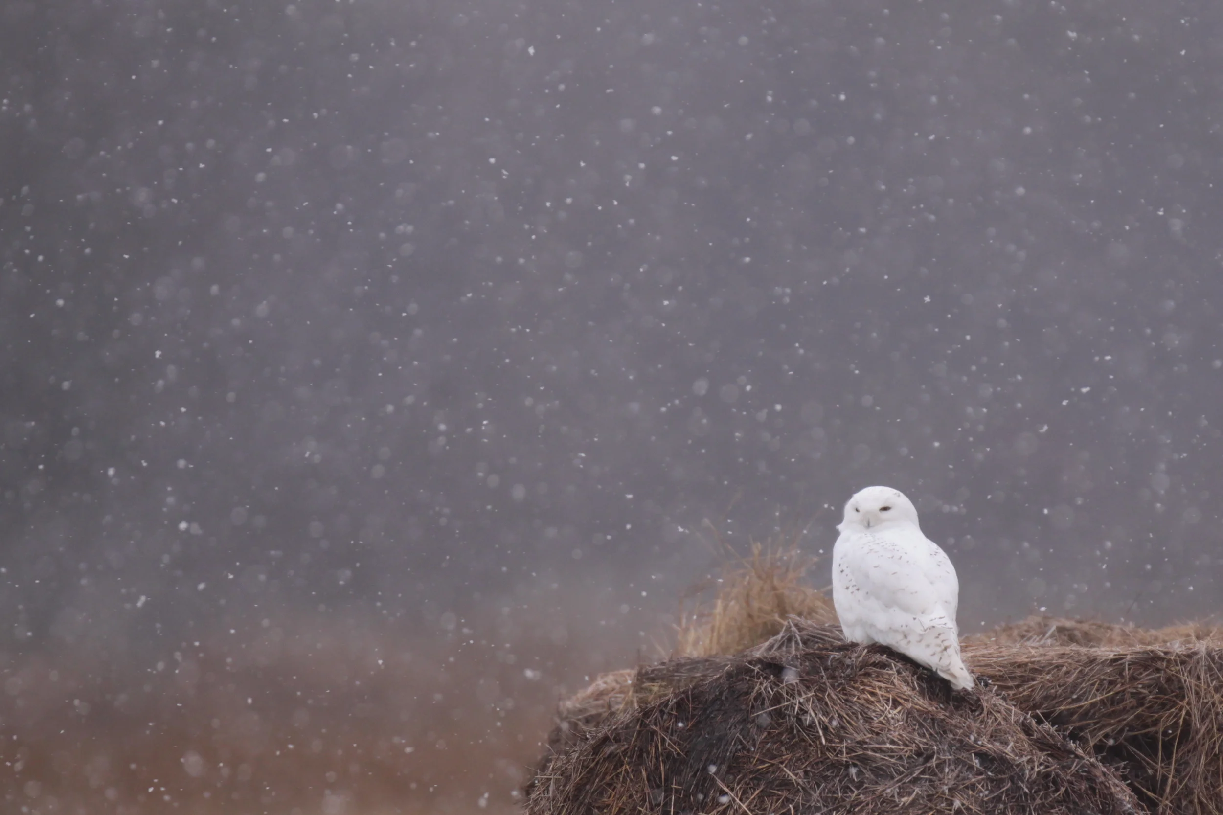 snowy_owl_5270b.jpg