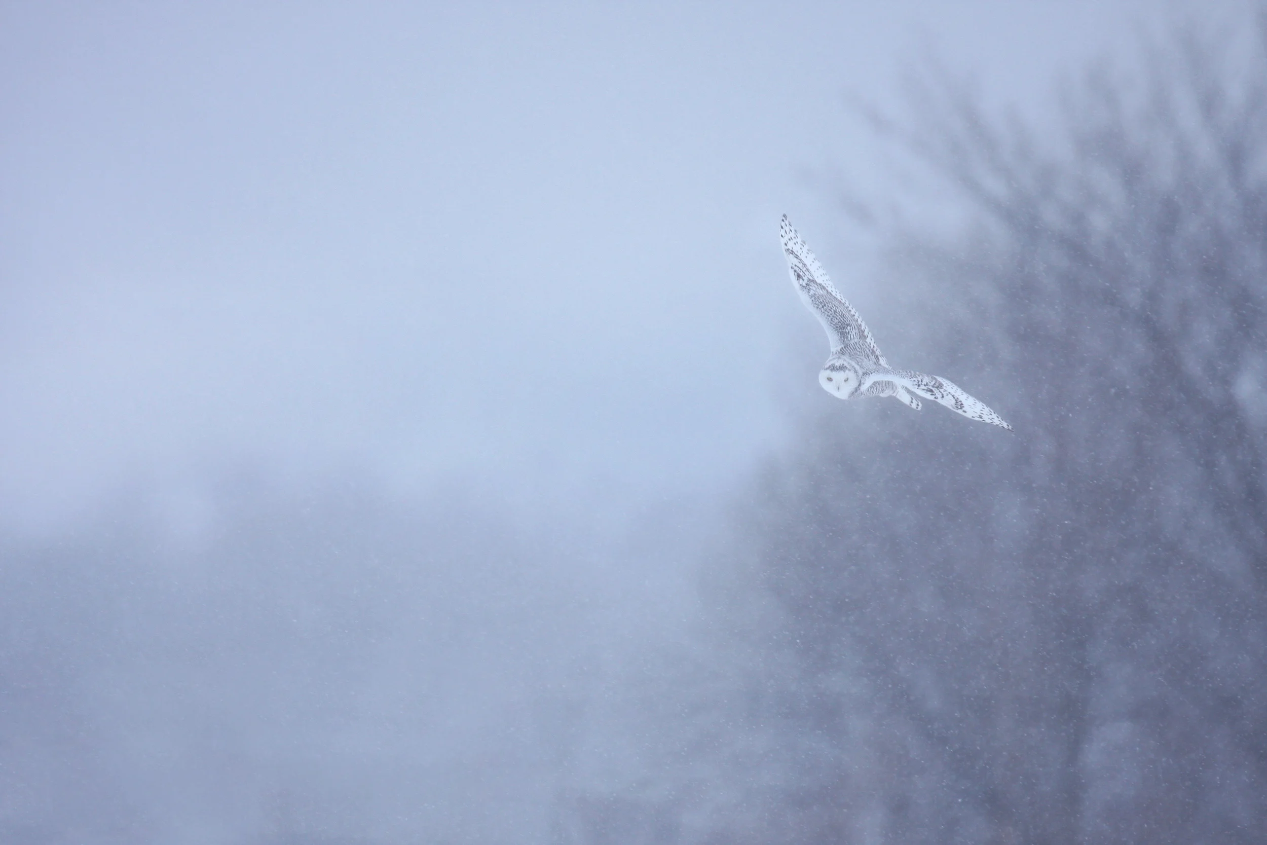 snowy_owl_0224751b.jpg