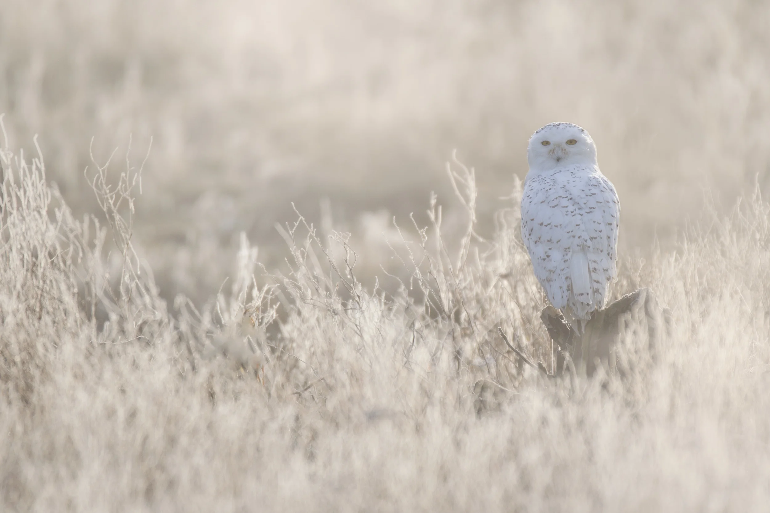 snowy_owl_00427411b.jpg
