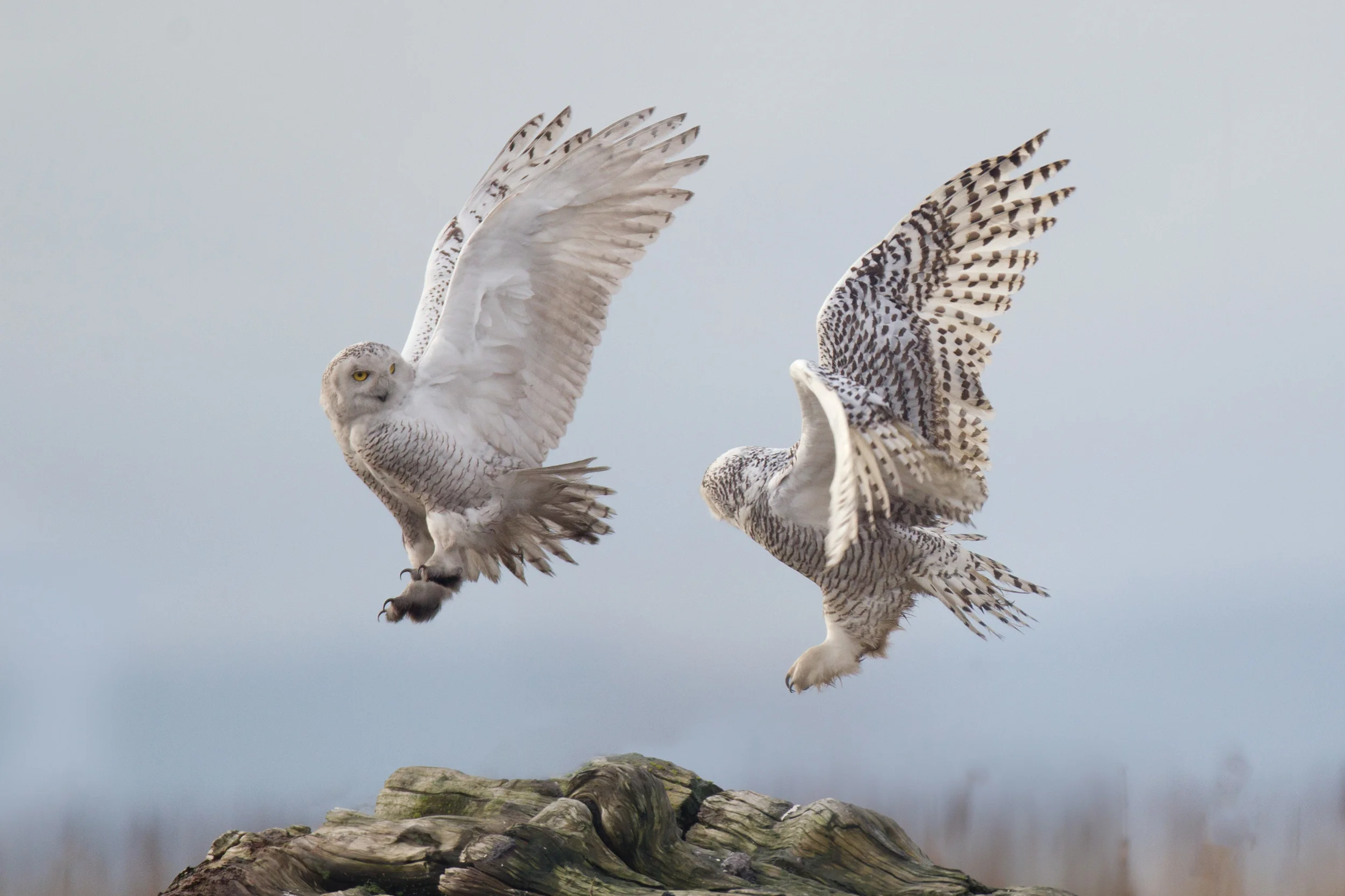 snowy_owl_00429896c.jpg