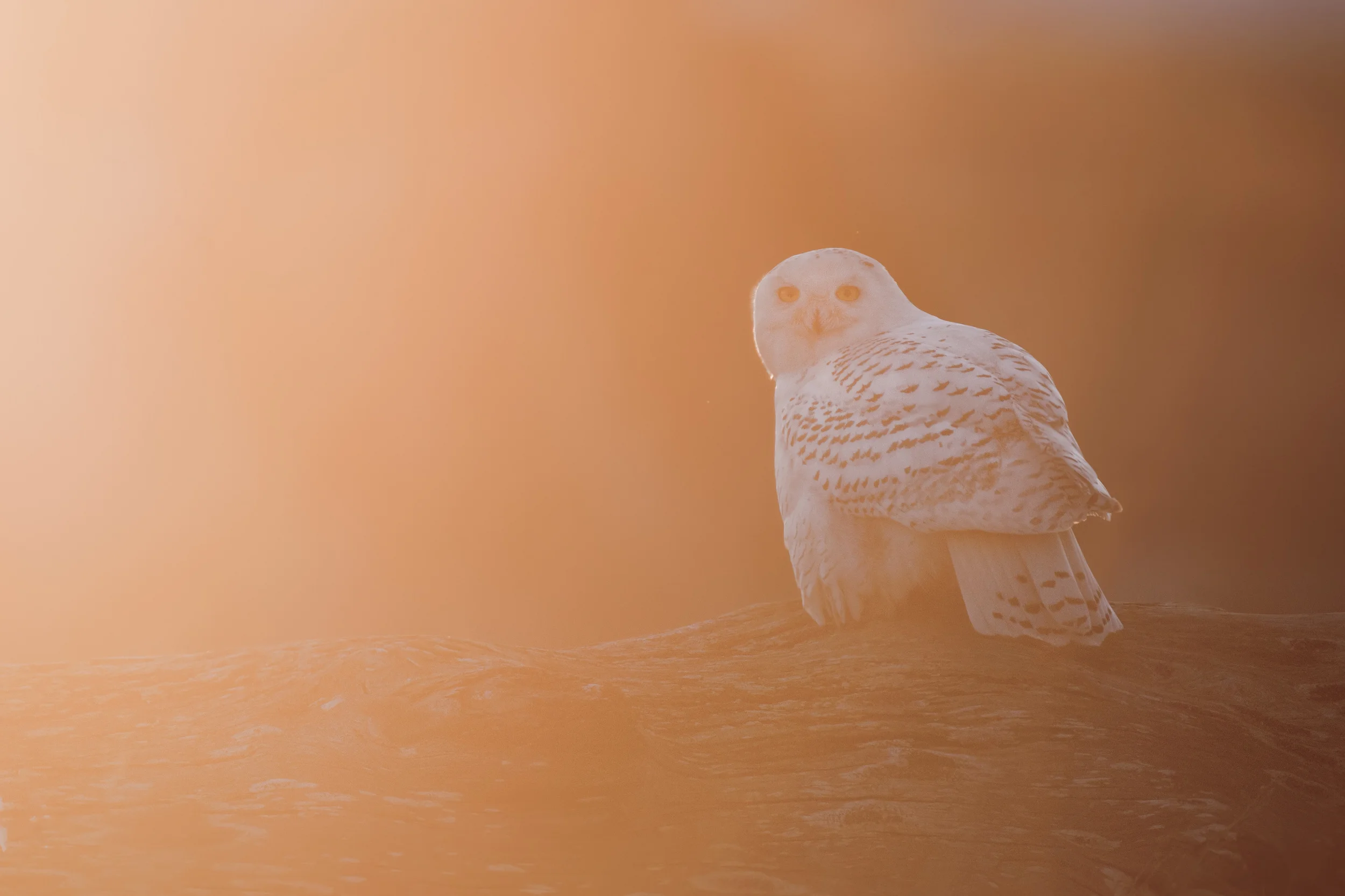 snowy_owl_00426765b.jpg
