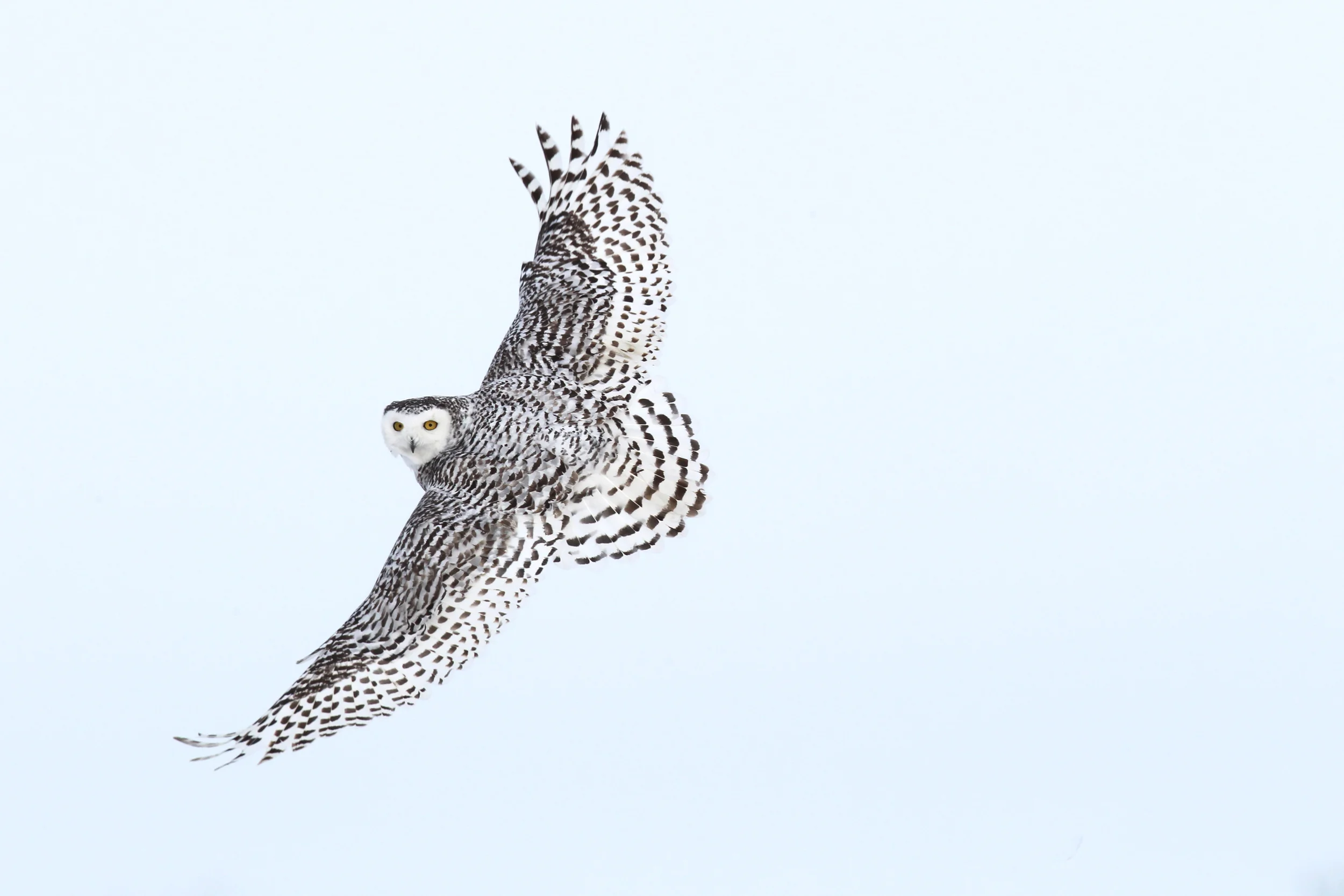 snowy_owl_EI8C0109b.jpg
