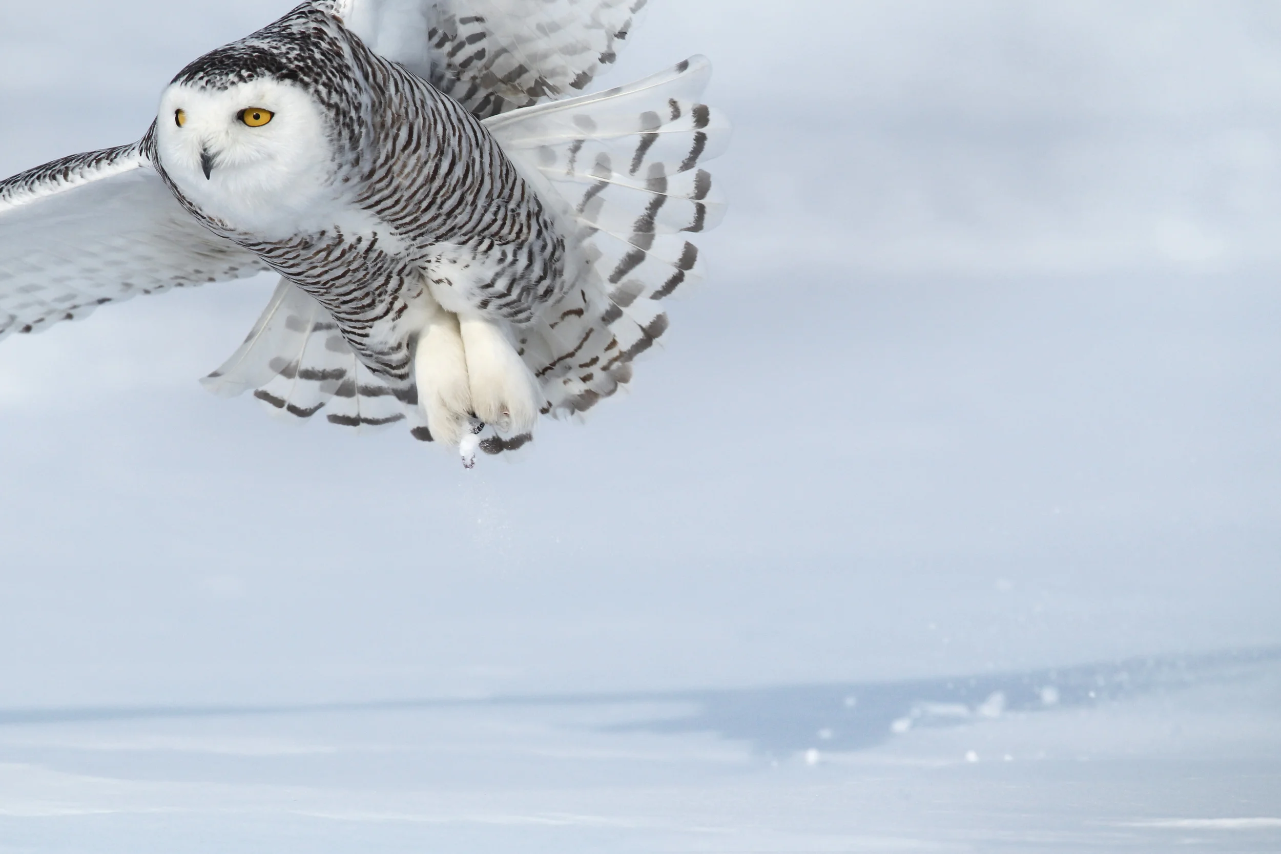 snowy_owl_EI8C0010c.jpg