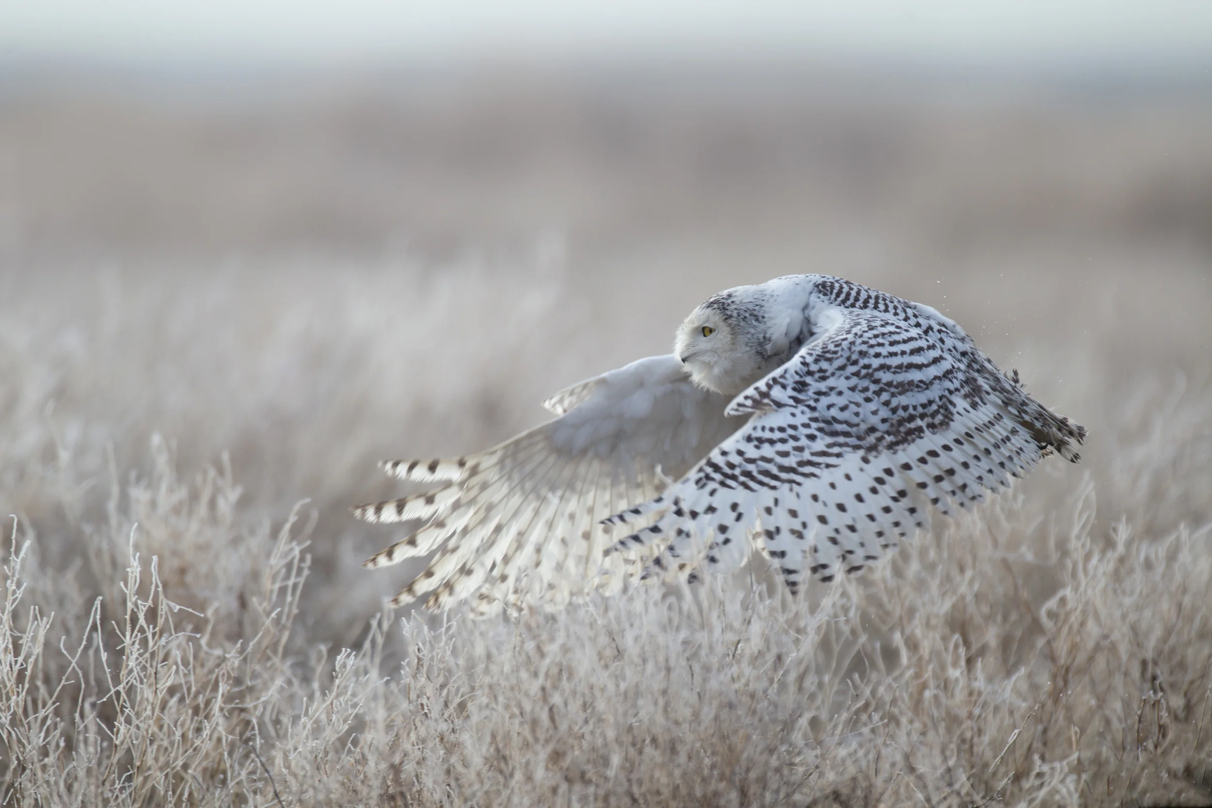 snowy_owl_00427552b.jpg