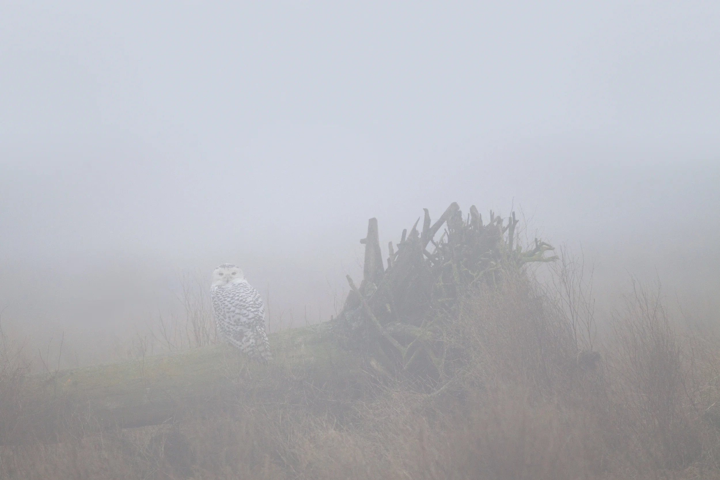 snowy_owl_00426516b.jpg