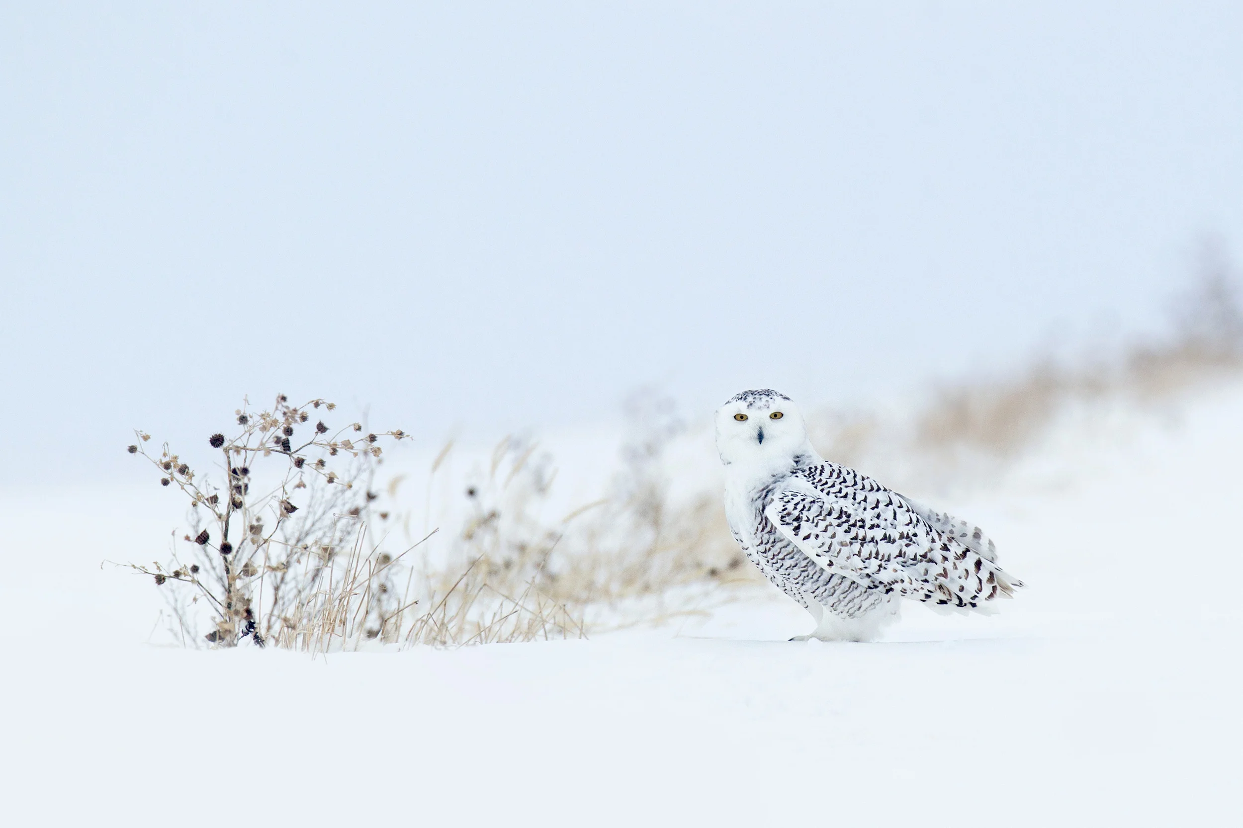 snowy_owl_EI8C0280607a.jpg