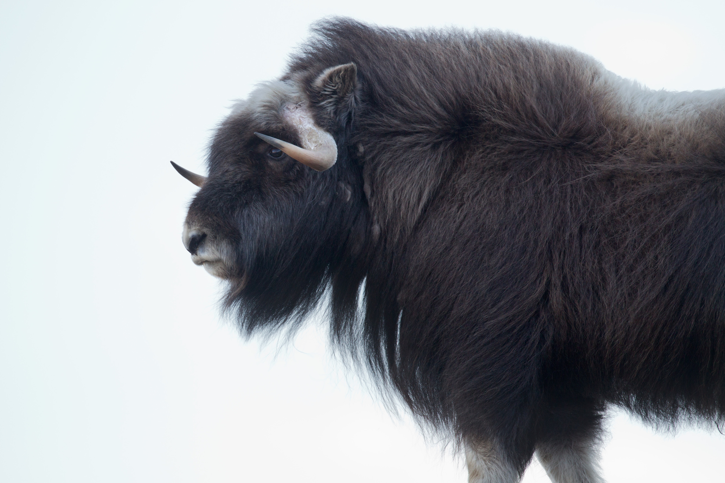 musk_ox_00448652a.jpg