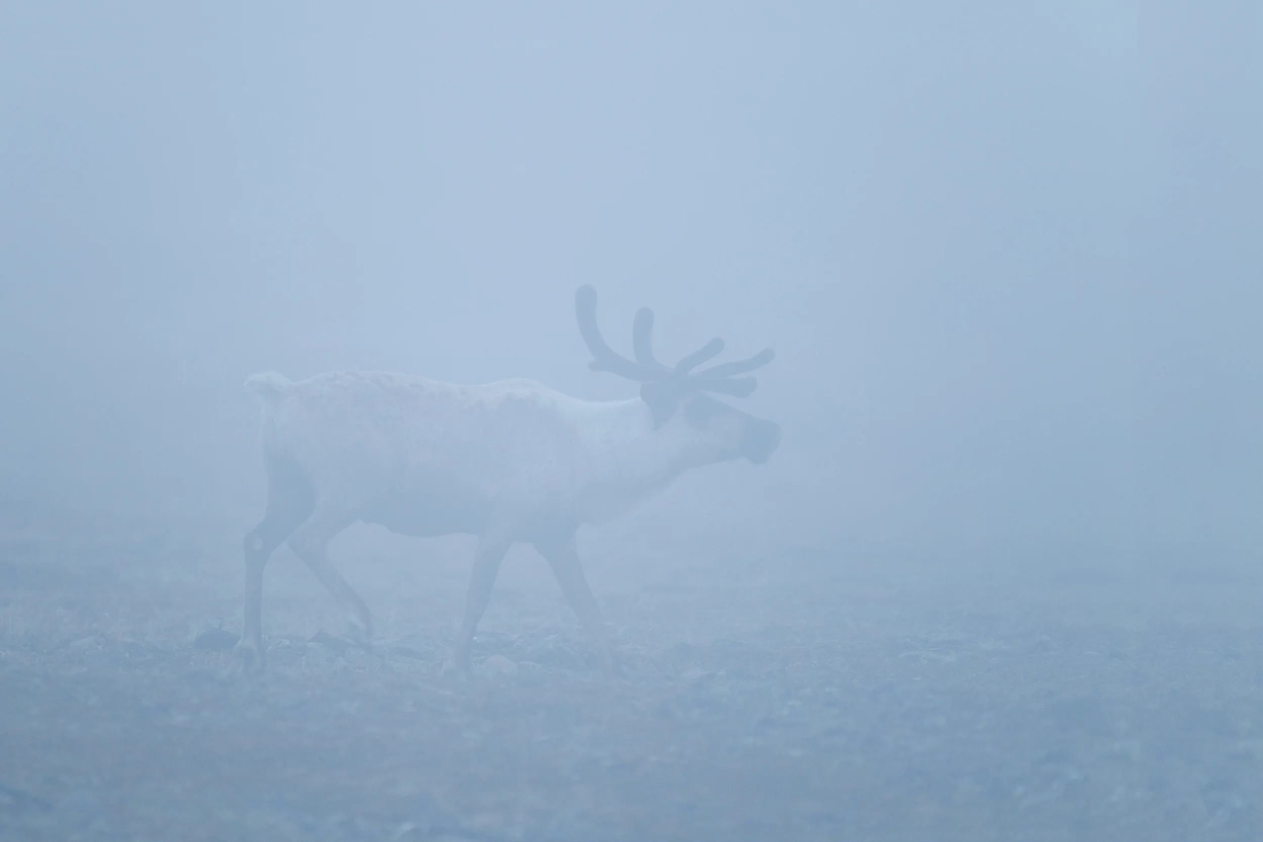 caribou_EI8C0013b.jpg