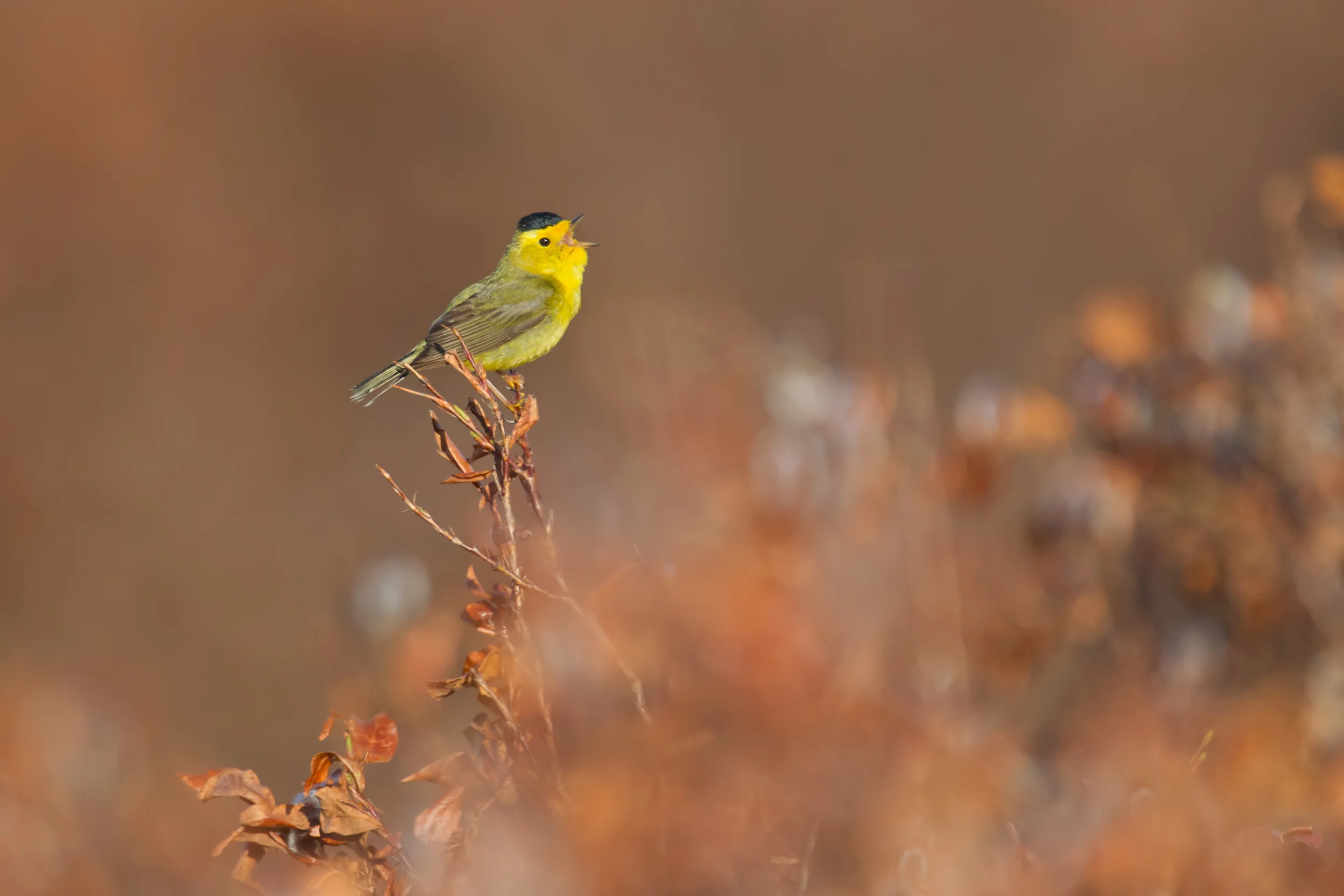 wilsons_warbler_00442086b.jpg
