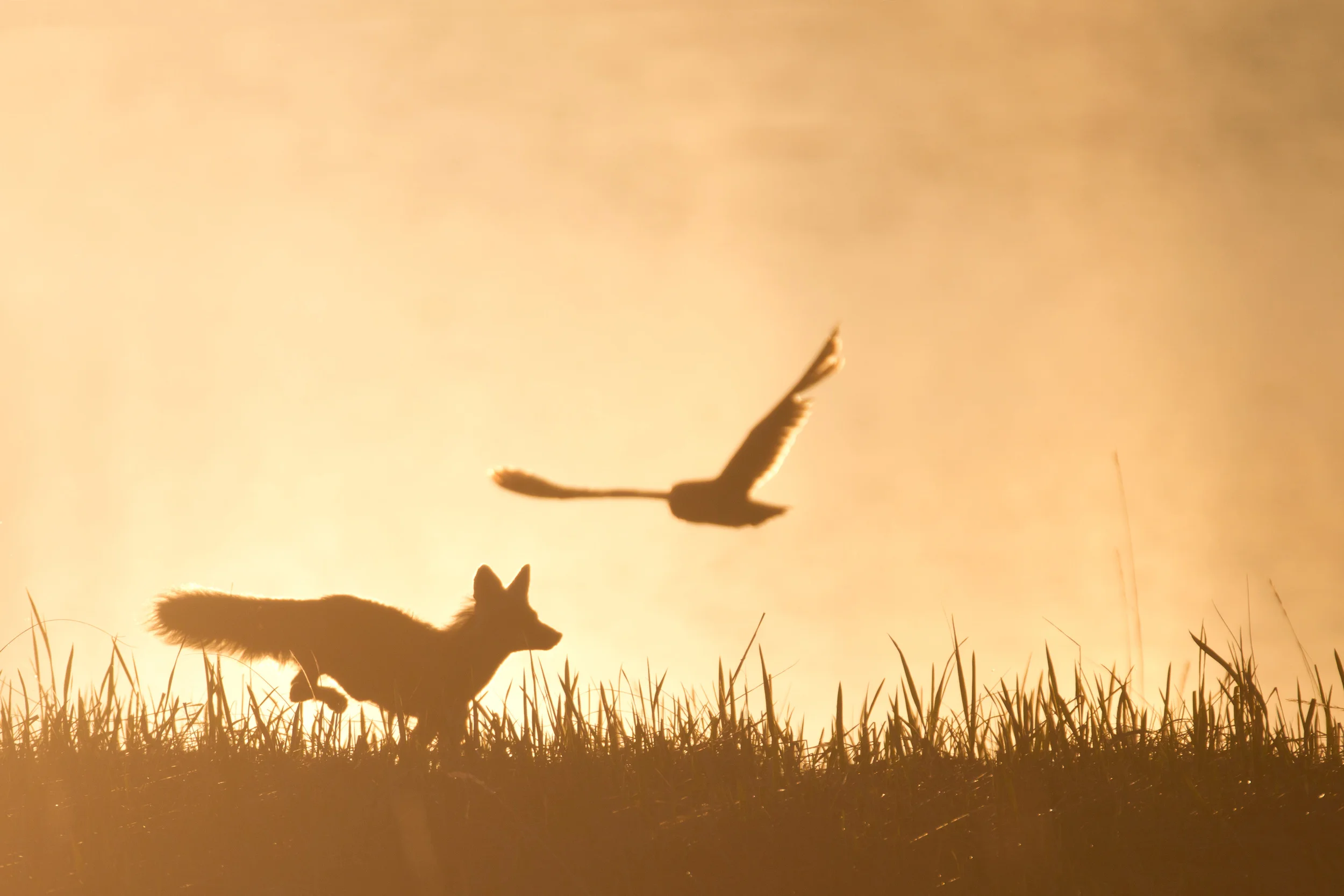 red_fox_seo_00440715b.jpg