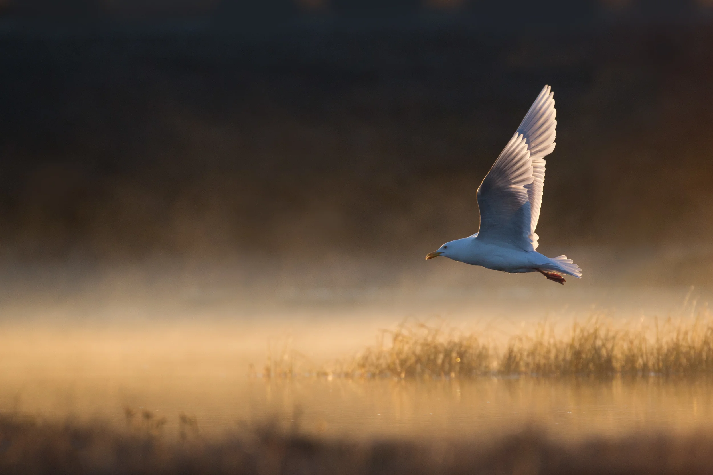 glacous_gull_00447056b.jpg