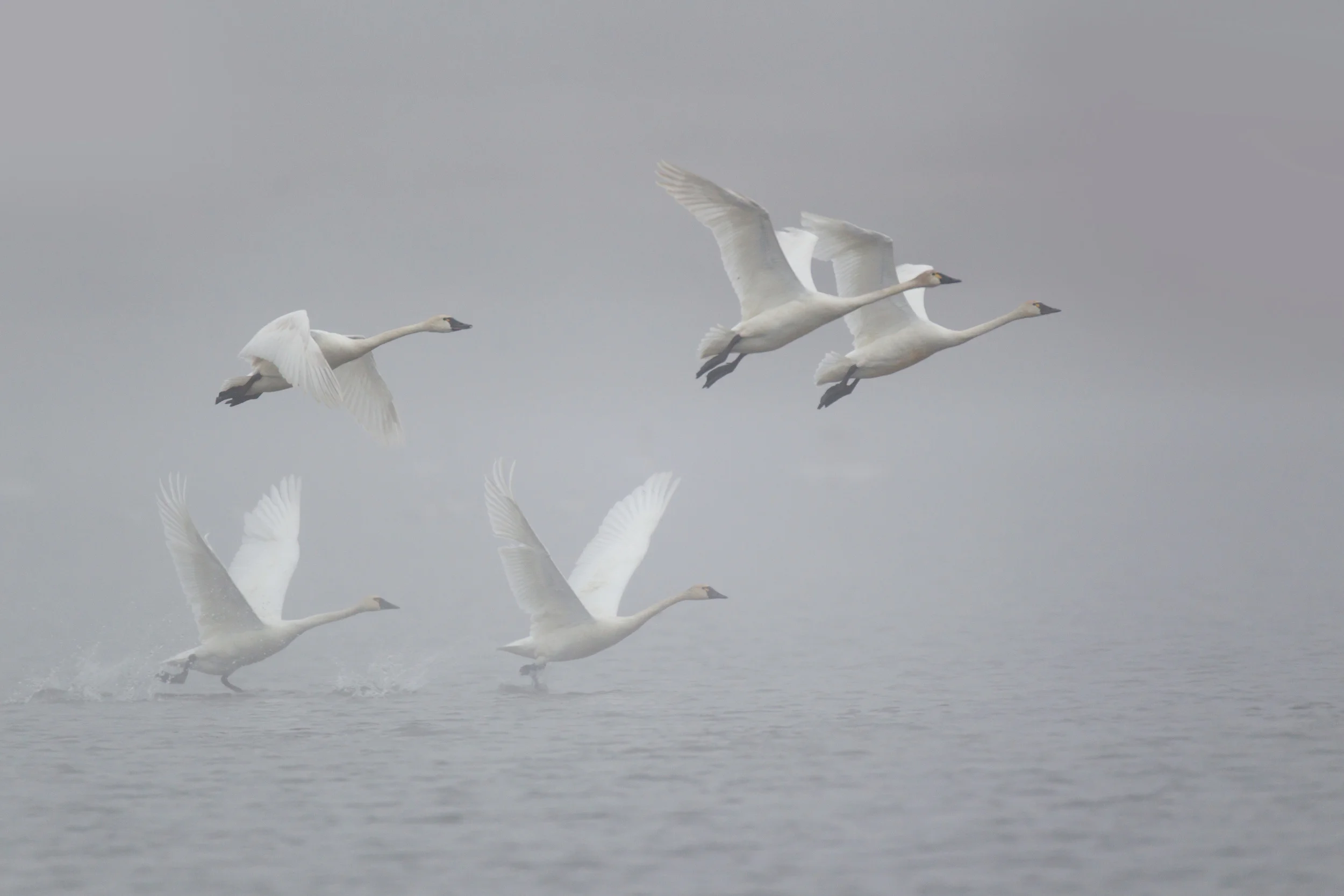 tundra_swan_00403988b.jpg
