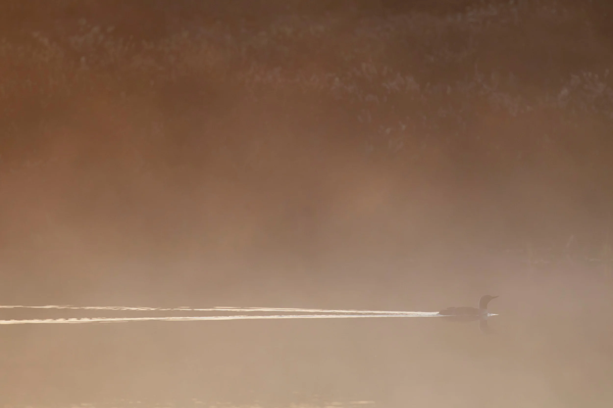 red-throated_loon_00447301b.jpg