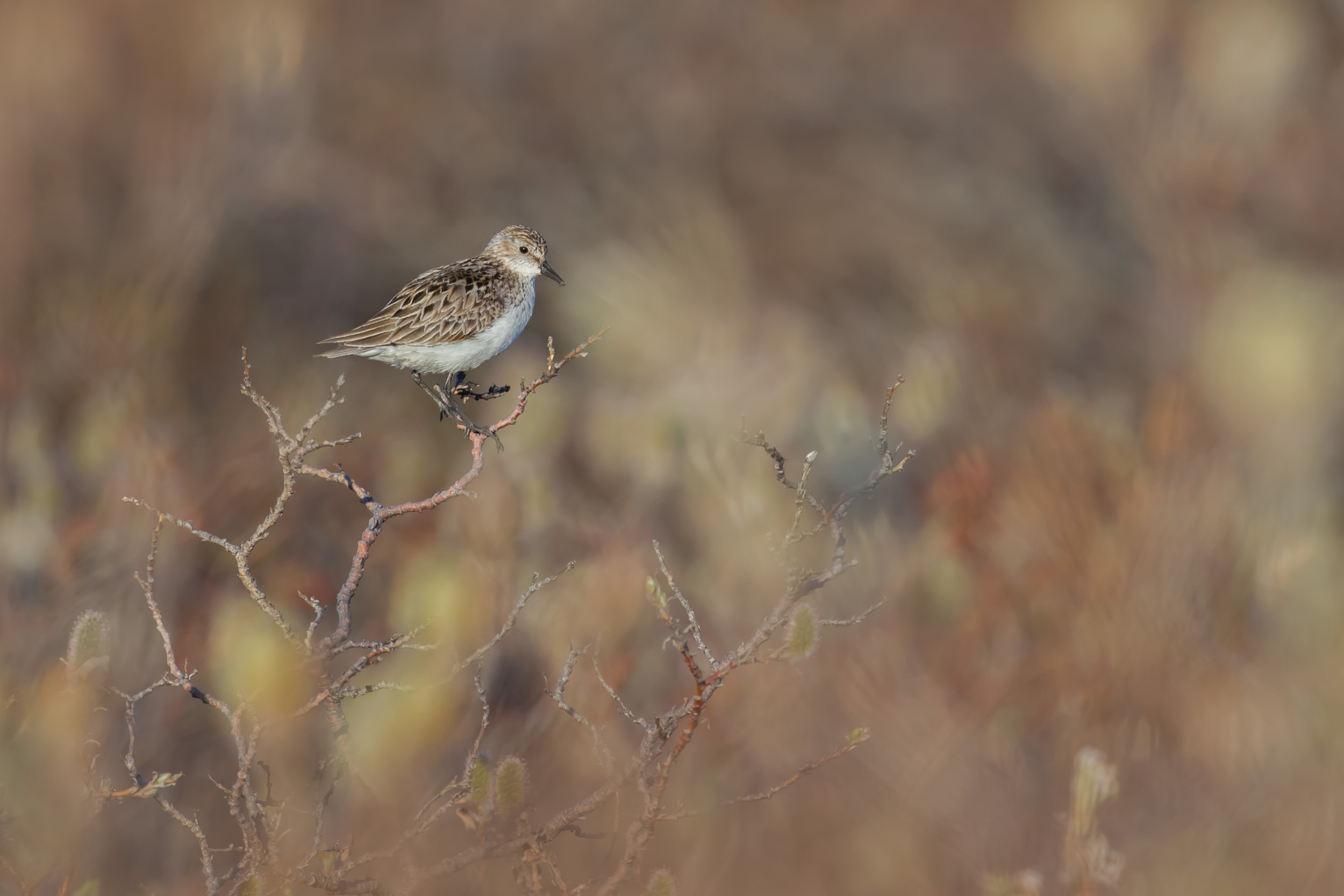 semi-palmated_sandpiper_00440286c.jpg