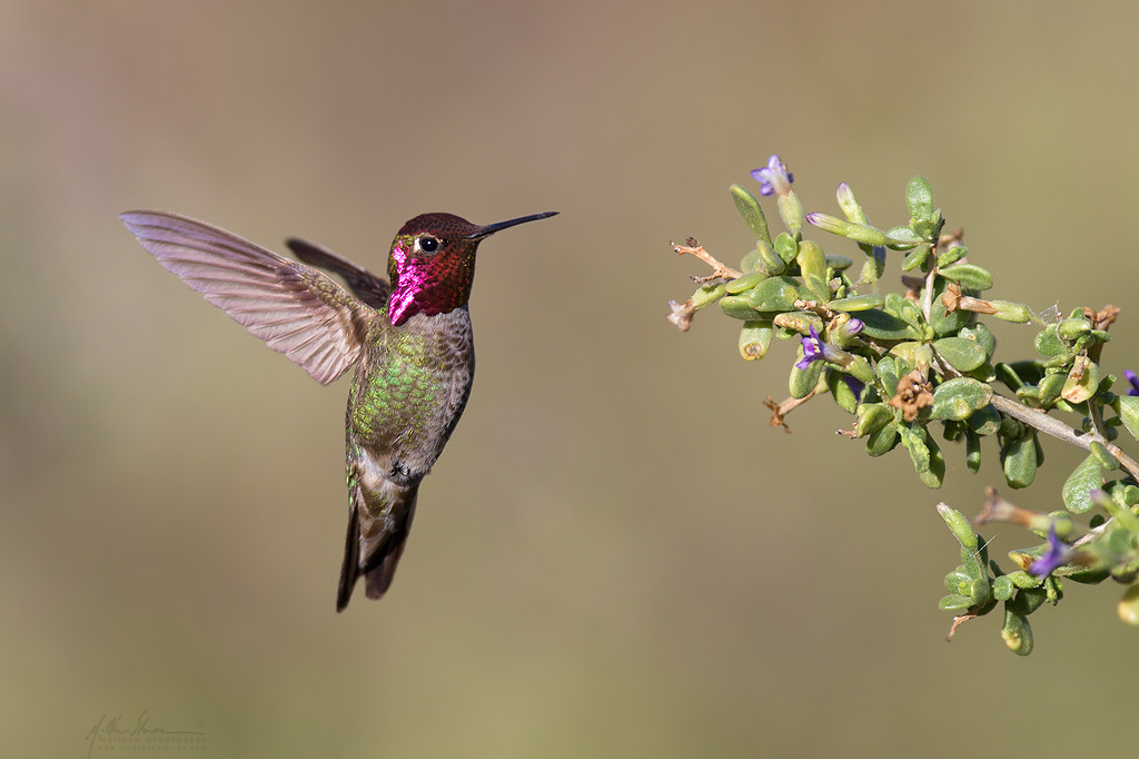 annas_hummingbird_1182w10.jpg