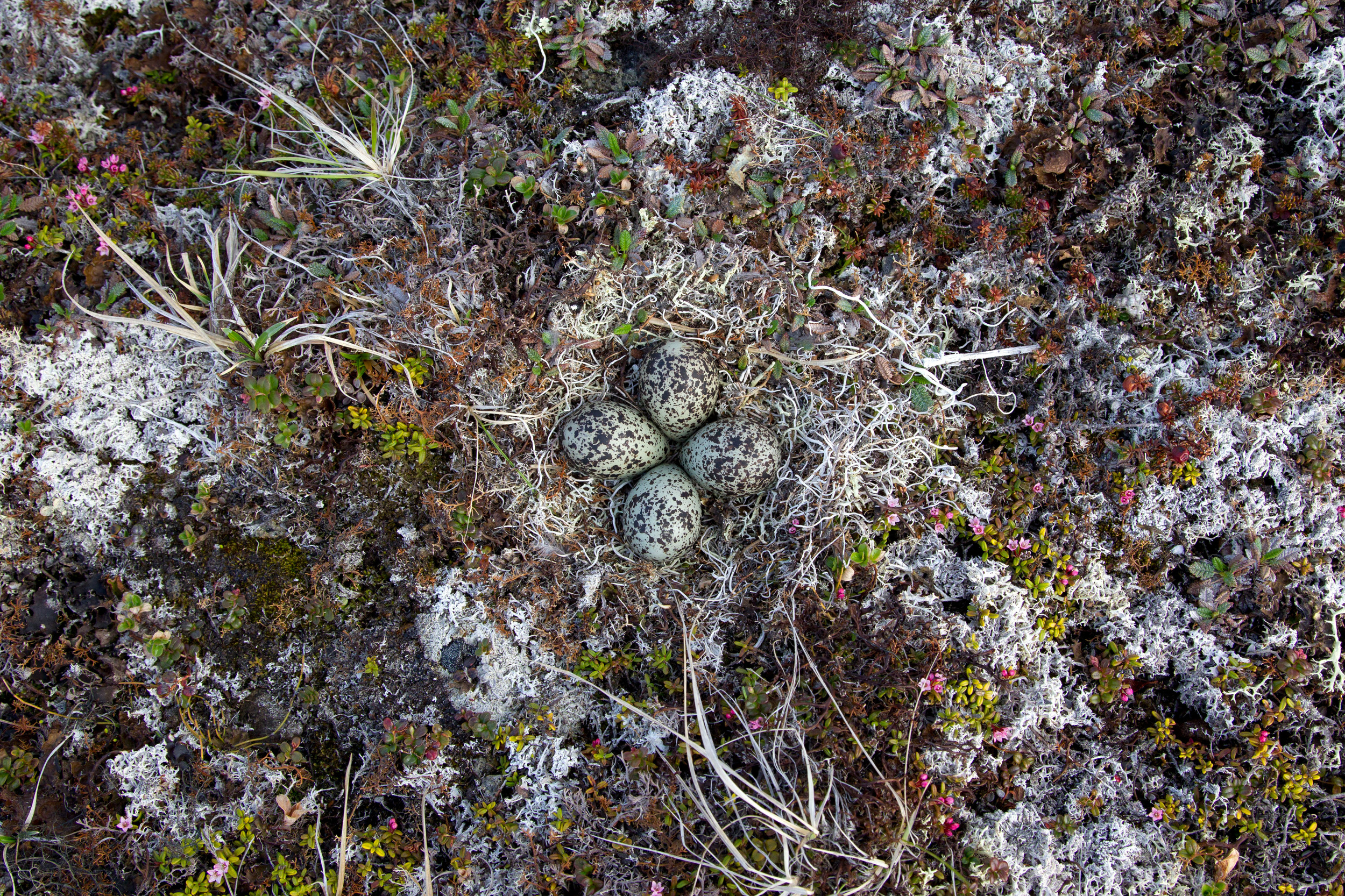 pacific_golden-plover_00440713a.jpg