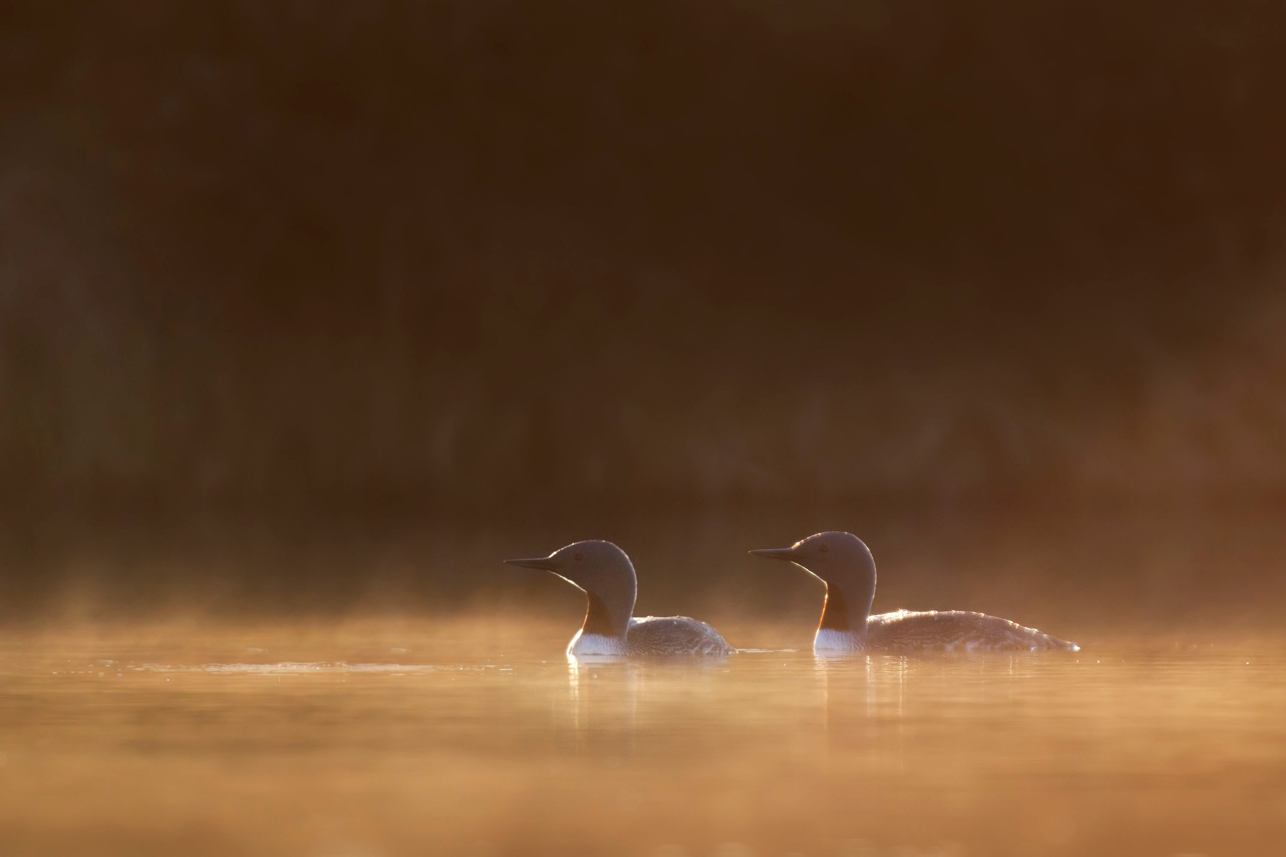 red-throated_loon_USA_Alaska_EI8C0228681c.jpg