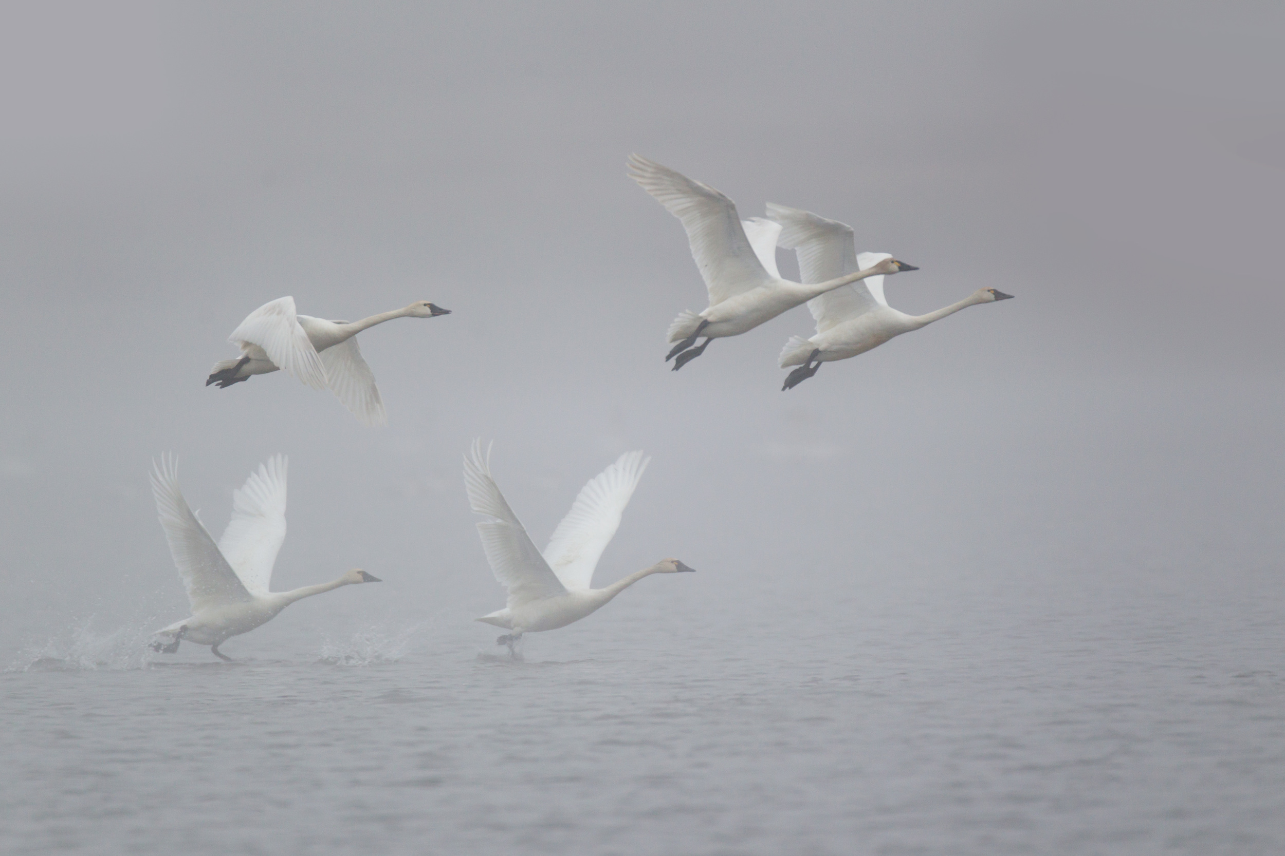 tundra_swan_00403988b.jpg