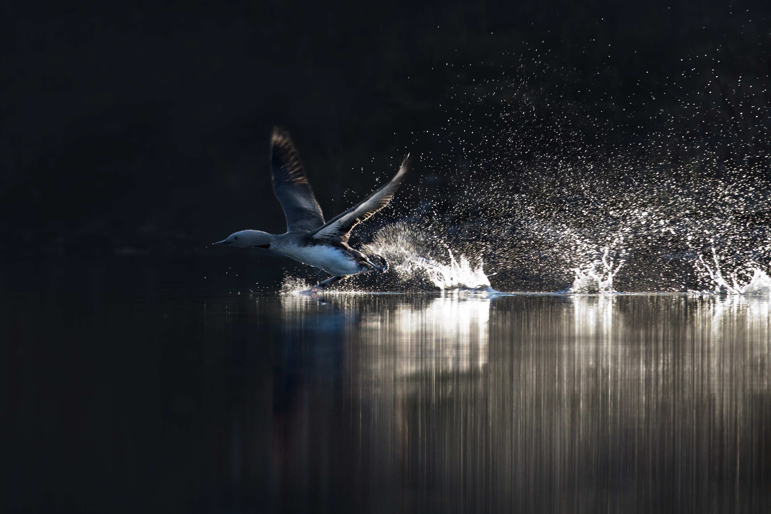 red-throated_loon_00447917c.jpg