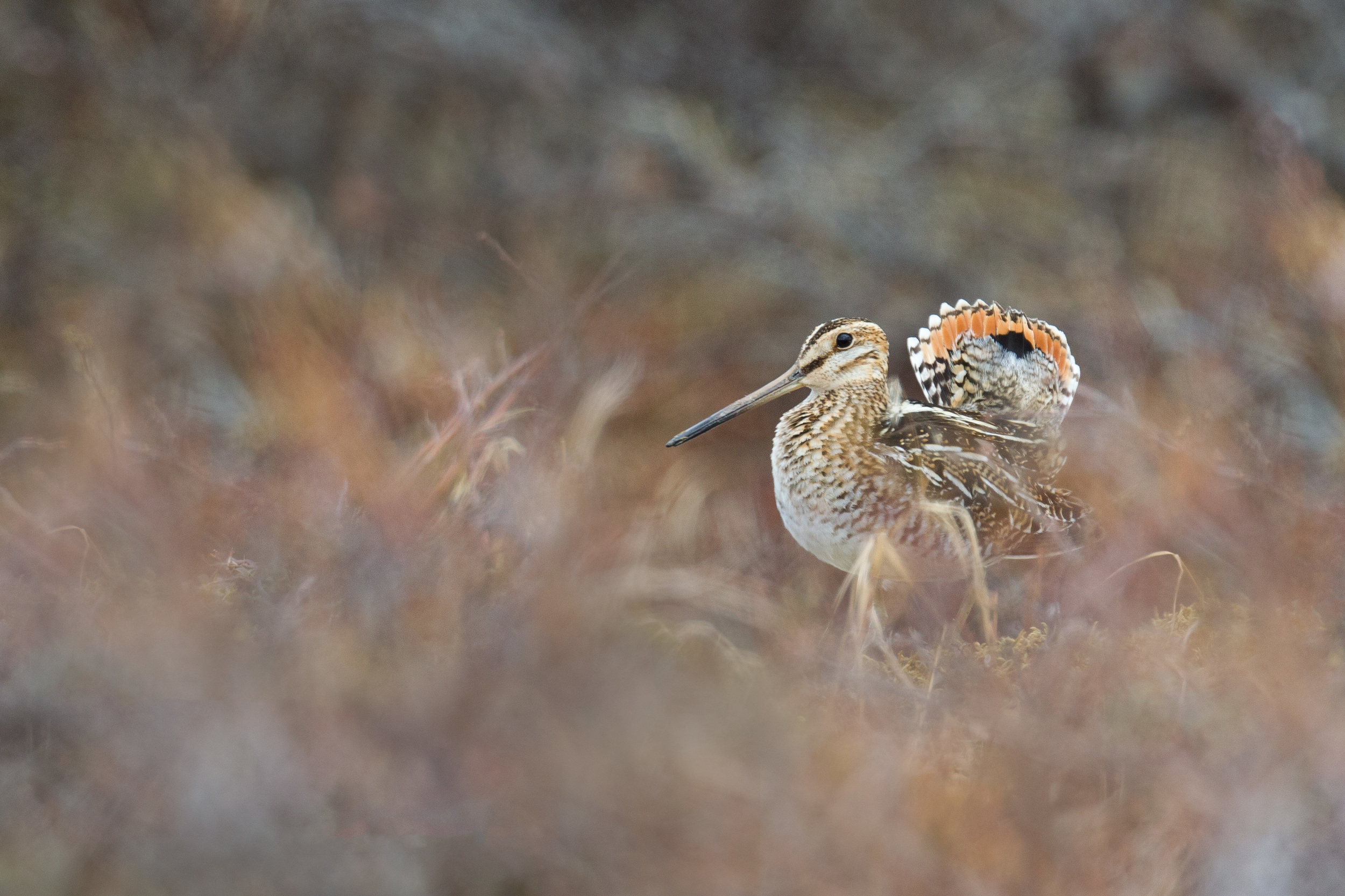 wilsons_snipe_00441560b.jpg