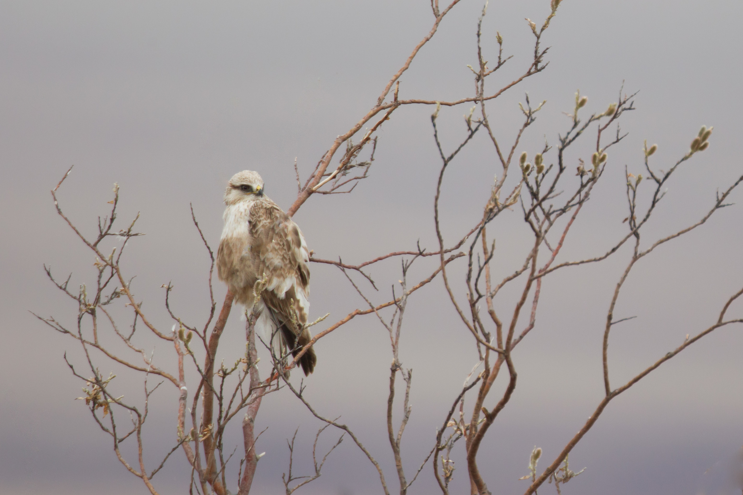 rough-legged_hawk_00443120b.jpg