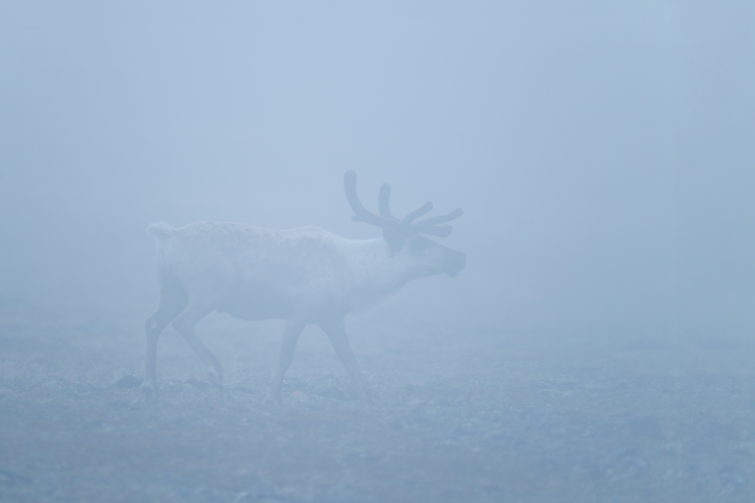 caribou_EI8C0013b.jpg