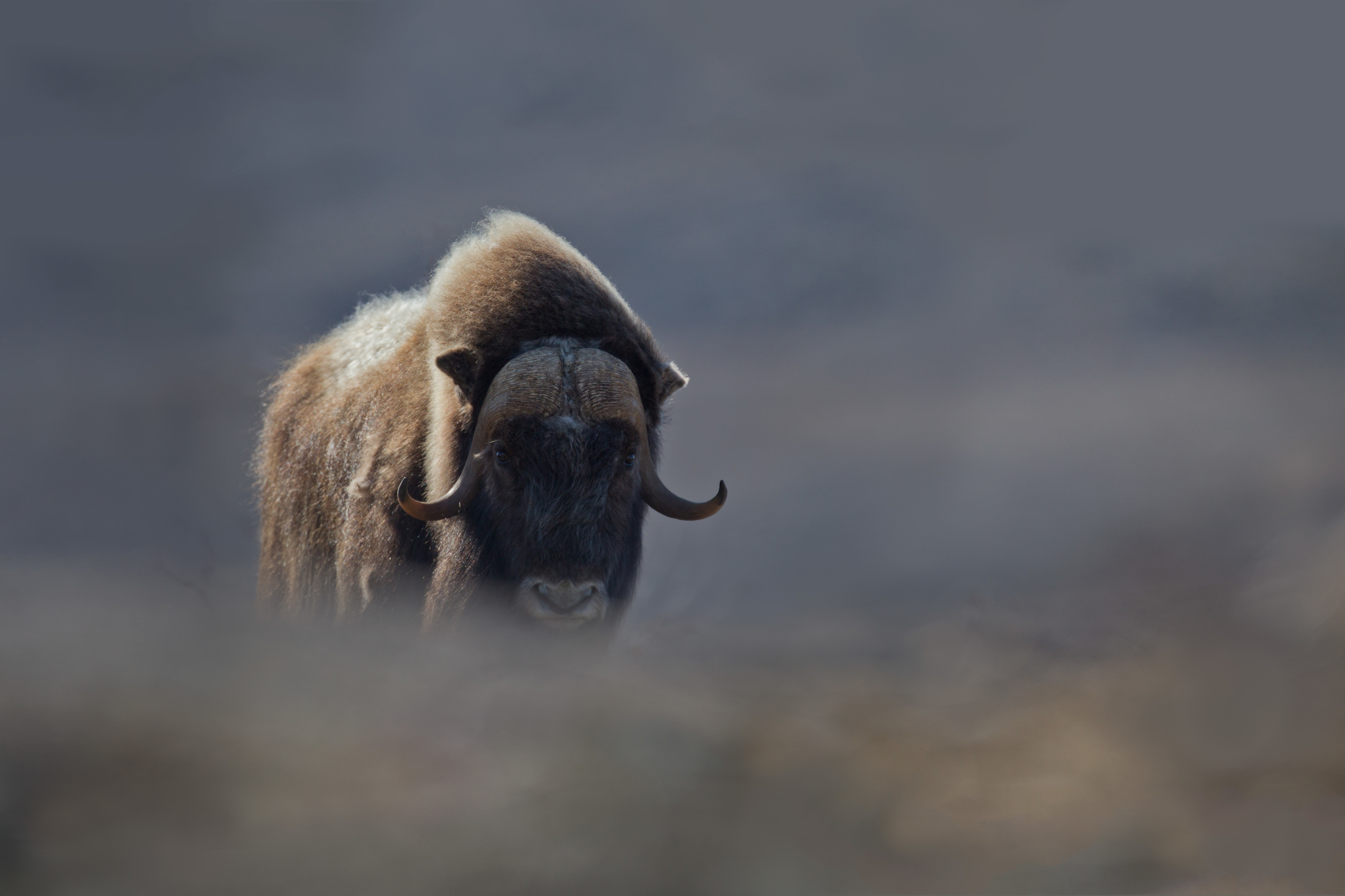 musk_ox_c.jpg