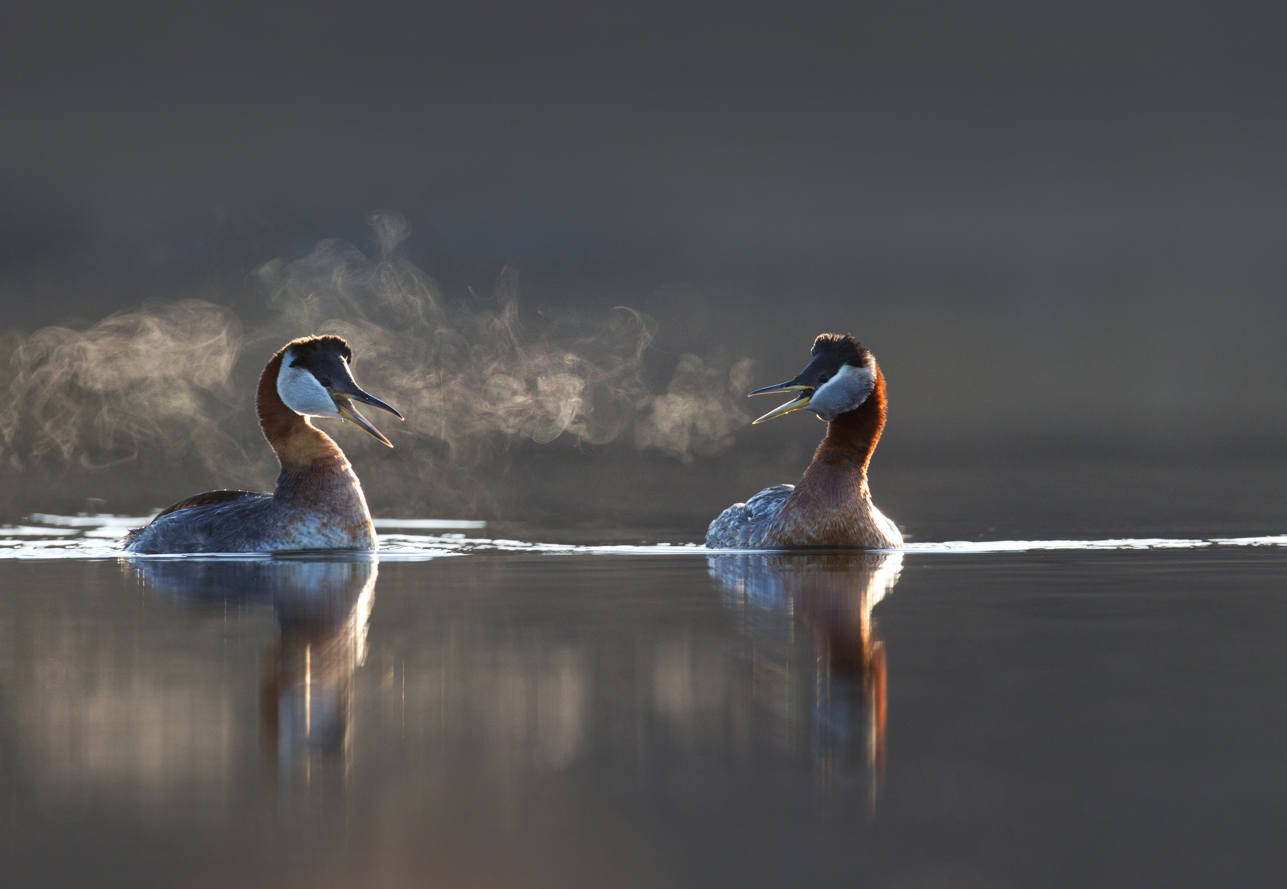 red-necked_grebe_00447711c.jpg