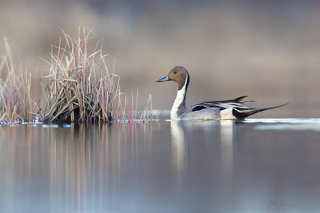 northern_pintail_00398373w10.jpg