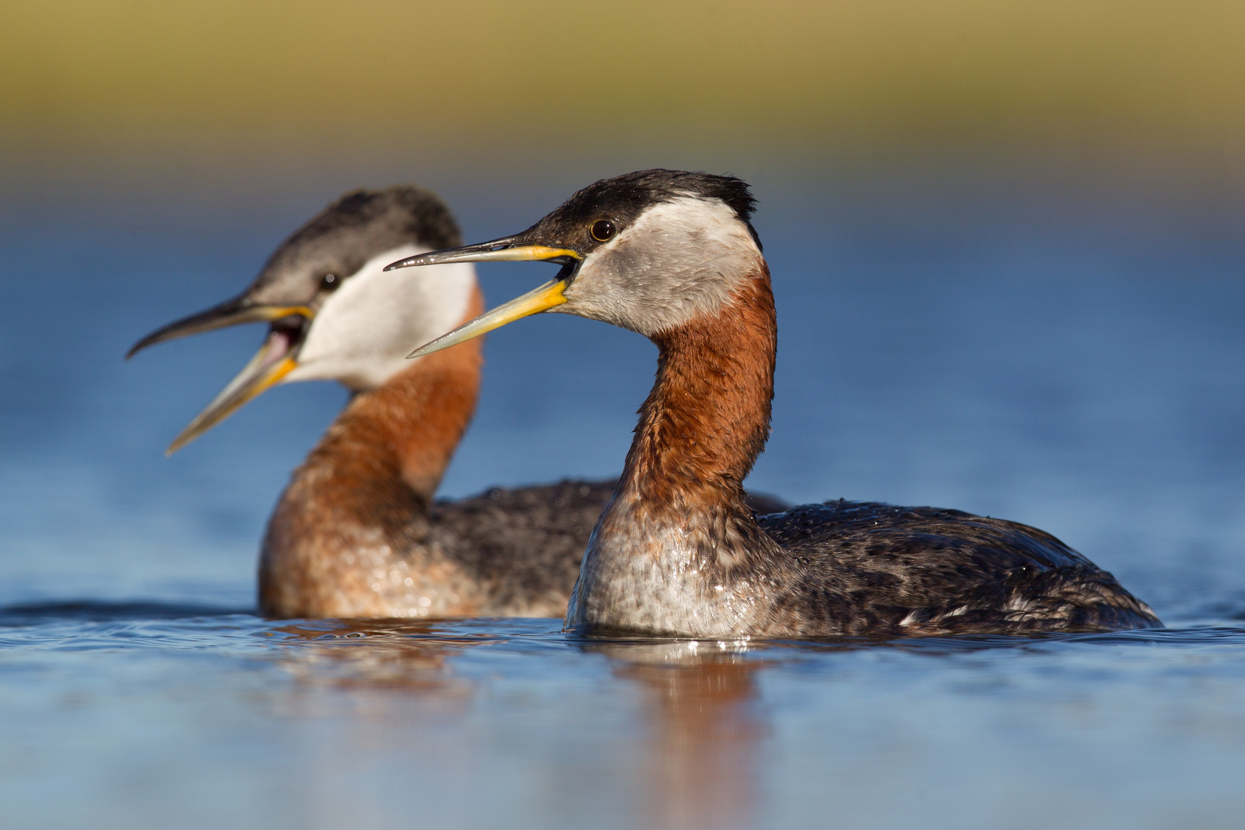 red-necked_grebe_USA_alaska_00391863b.jpg