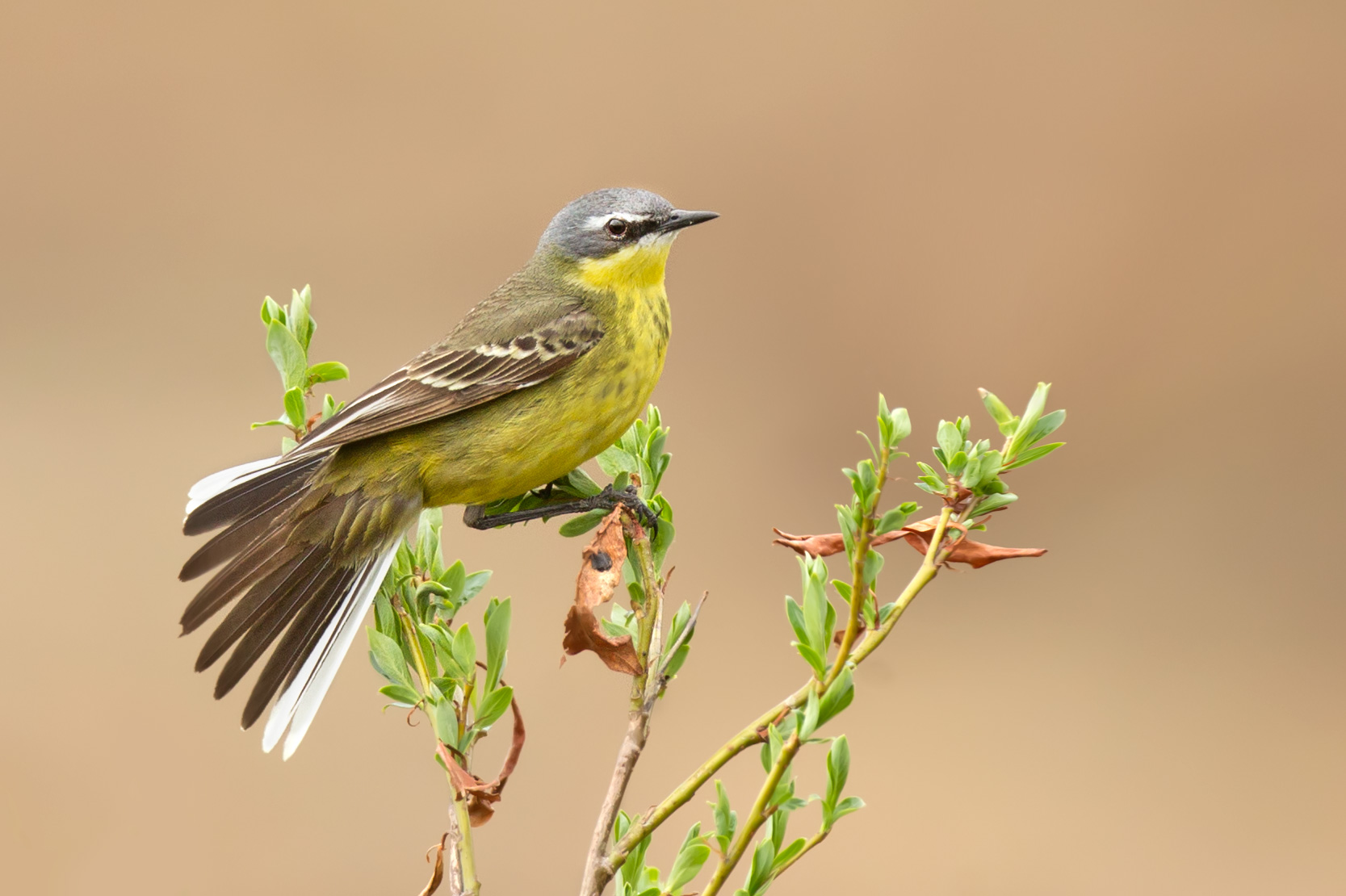 yellow_wagtail_00390529c.jpg