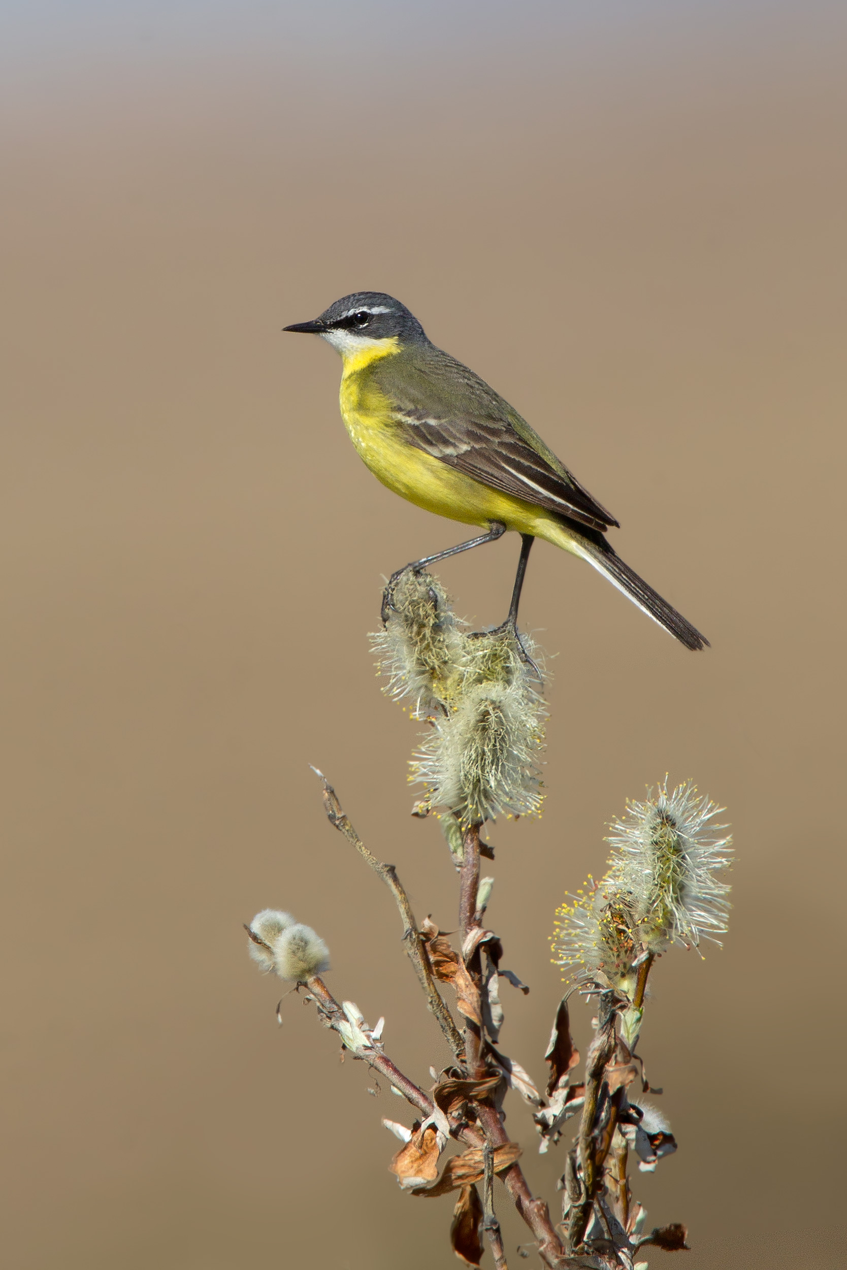 yellow_wagtail_00399417c.jpg