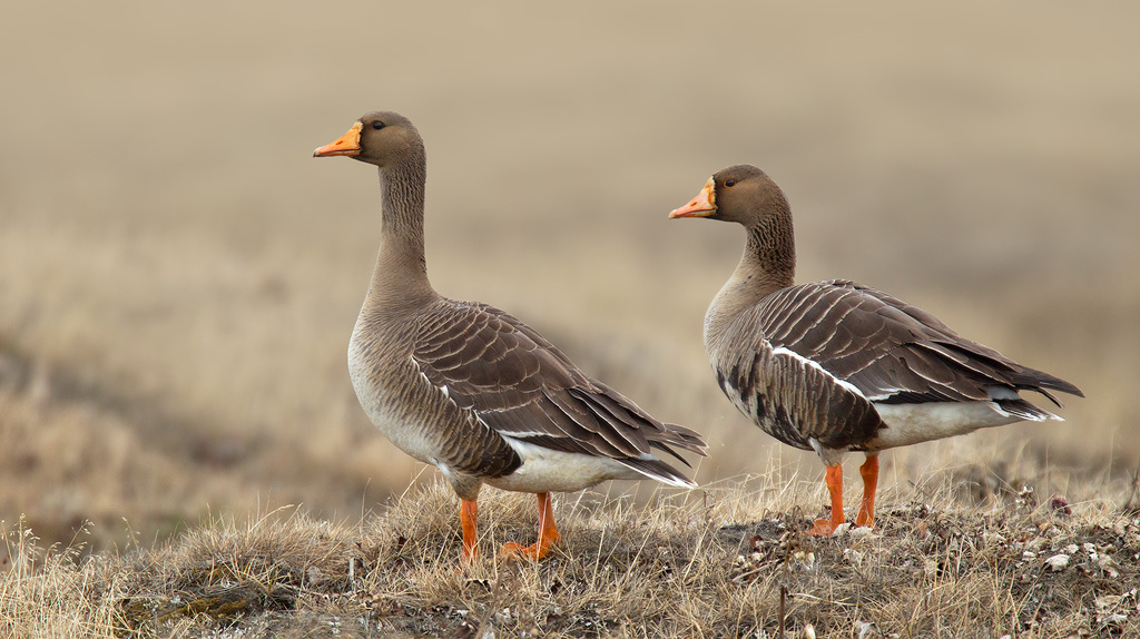 greater_white-fronted_goose_EI8C0339197w10.jpg