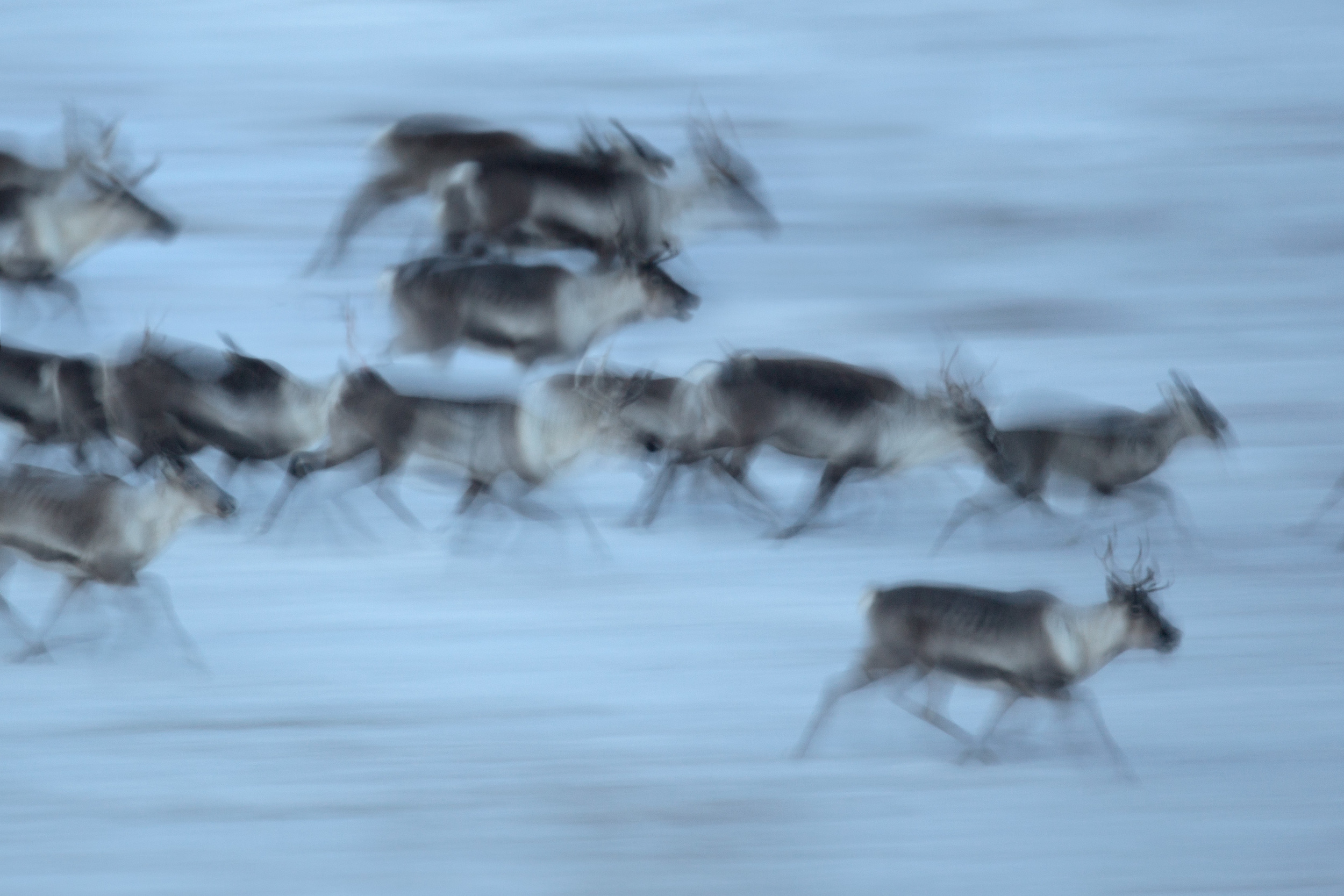 caribou_blur_00506313b.jpg