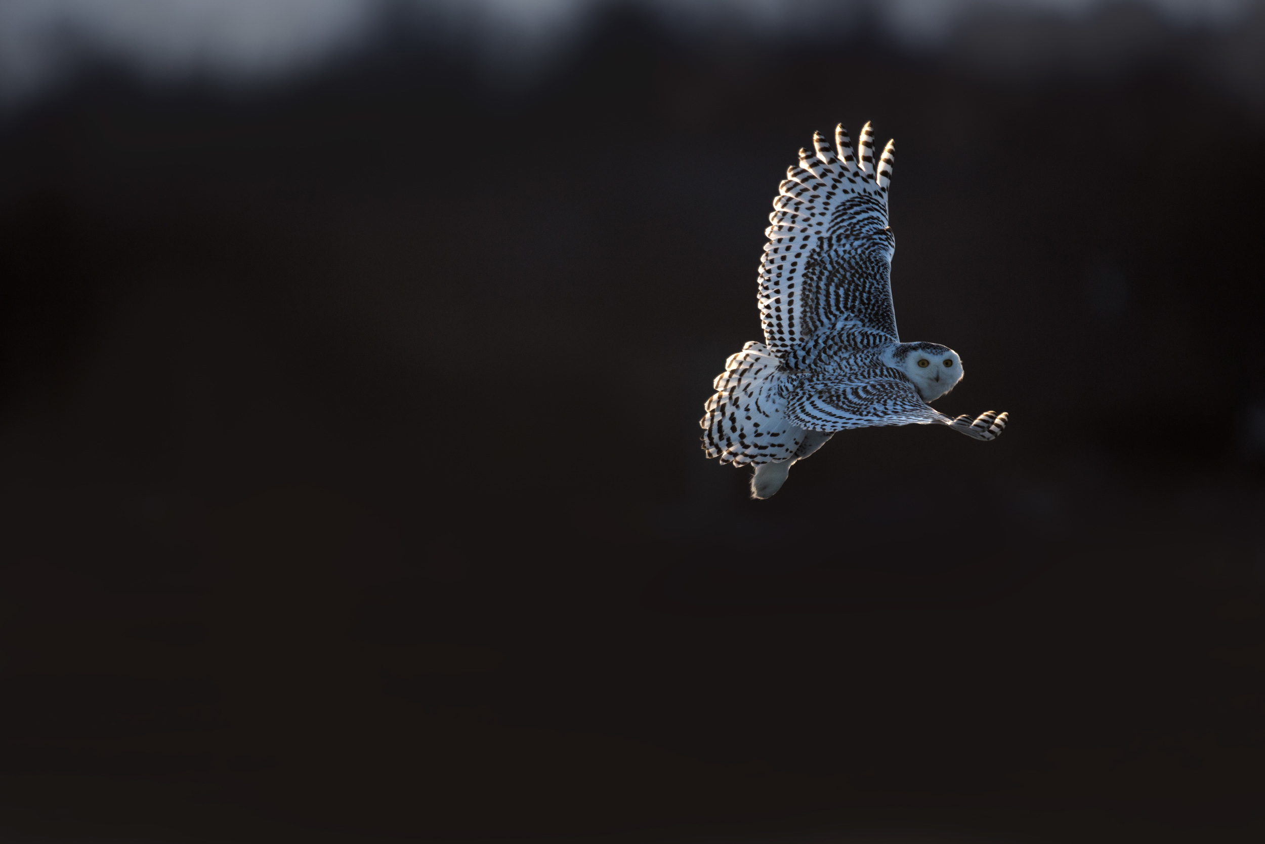 snowy_owl_00505141b.jpg