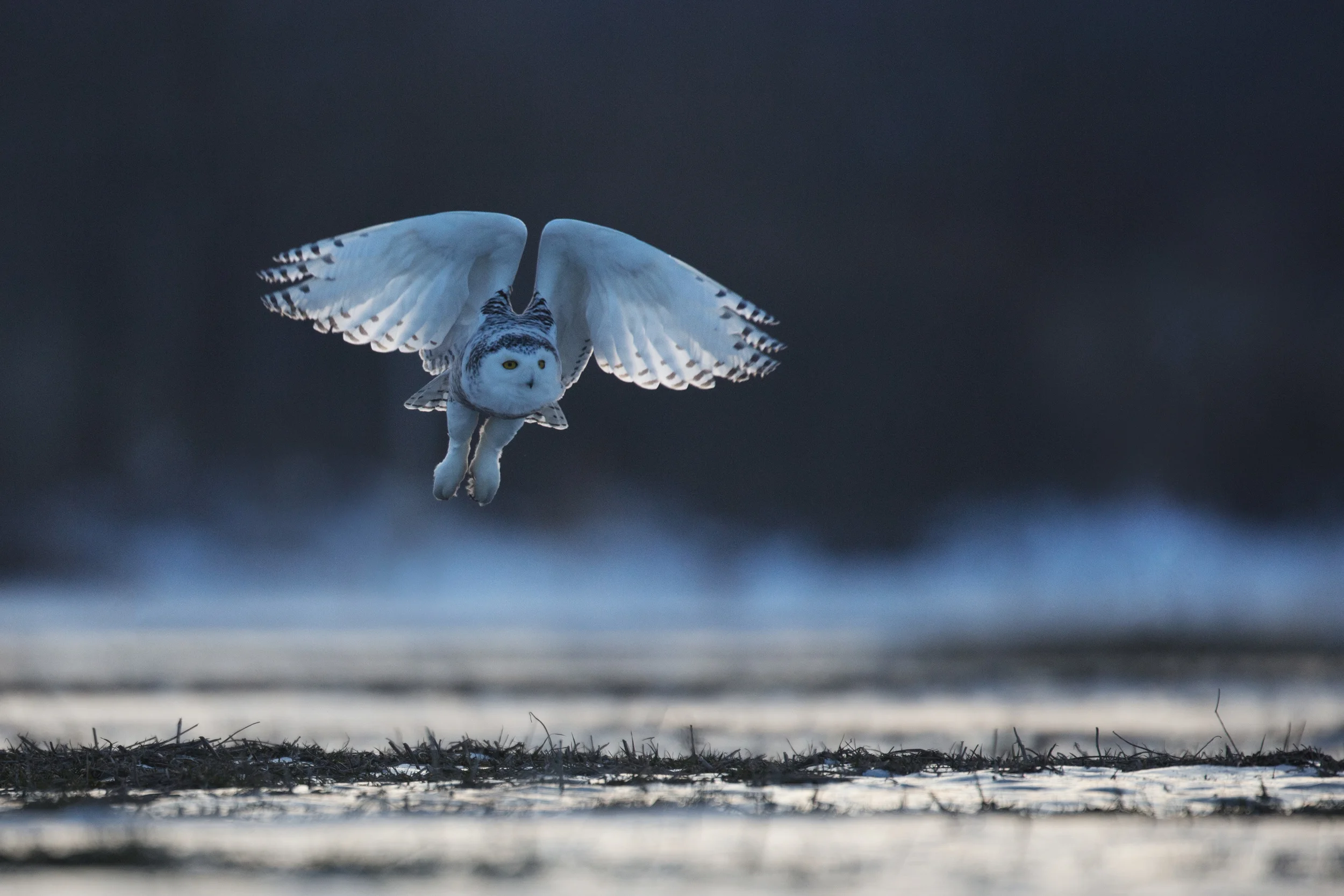 snowy_owl_00505195b.jpg