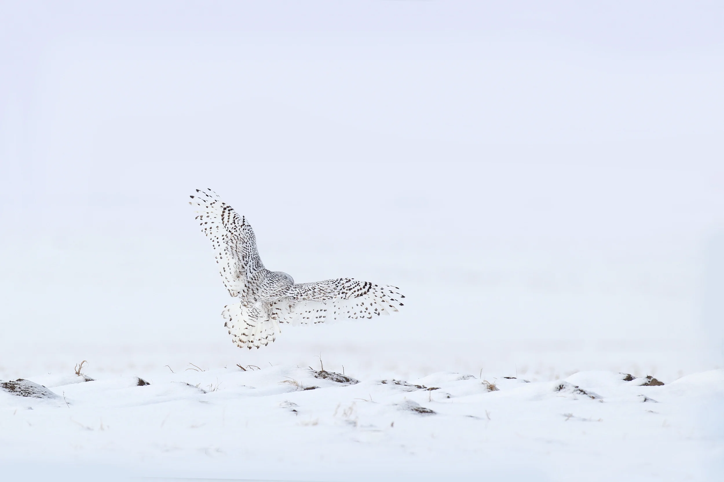 snowy_owl_EI8C4365c.jpg