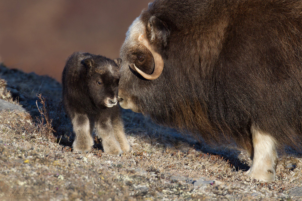 musk_ox_00448582w10b.jpg