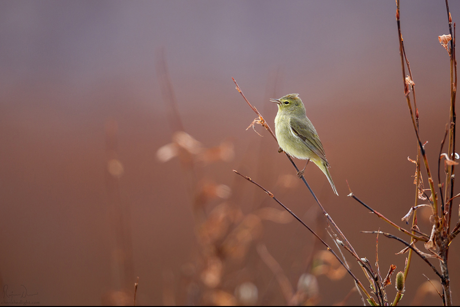 © Rajan Desai (Copy) (Copy)