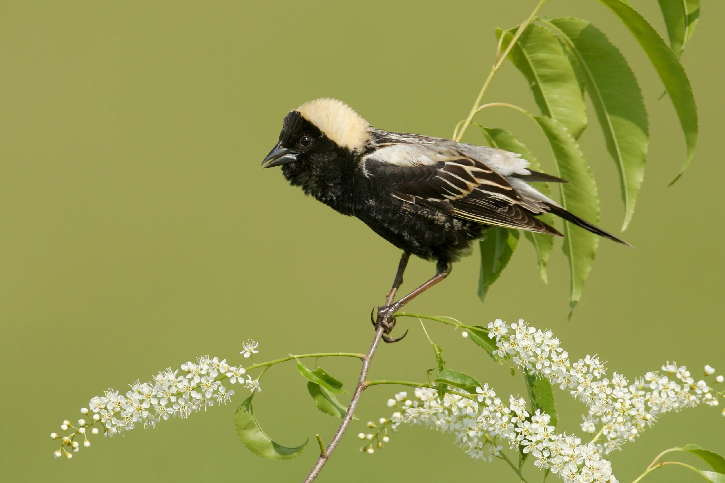 bobolink_0162024b.jpg